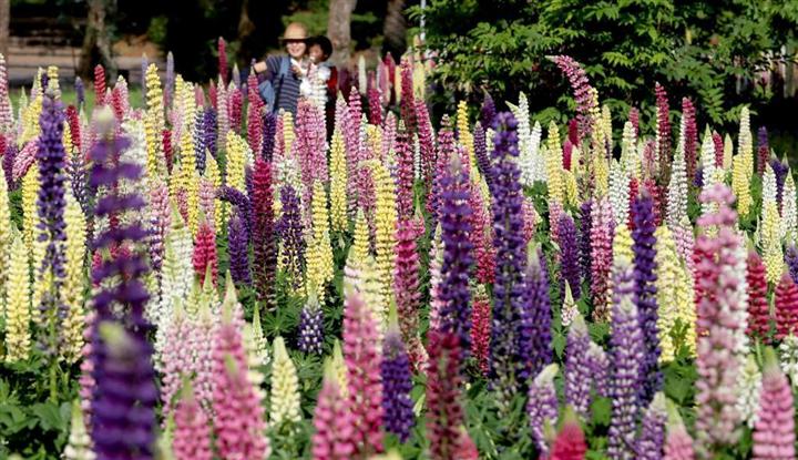 昇り藤 鮮やか 大阪府吹田市の万博記念公園でルピナスの花が見頃 イザ