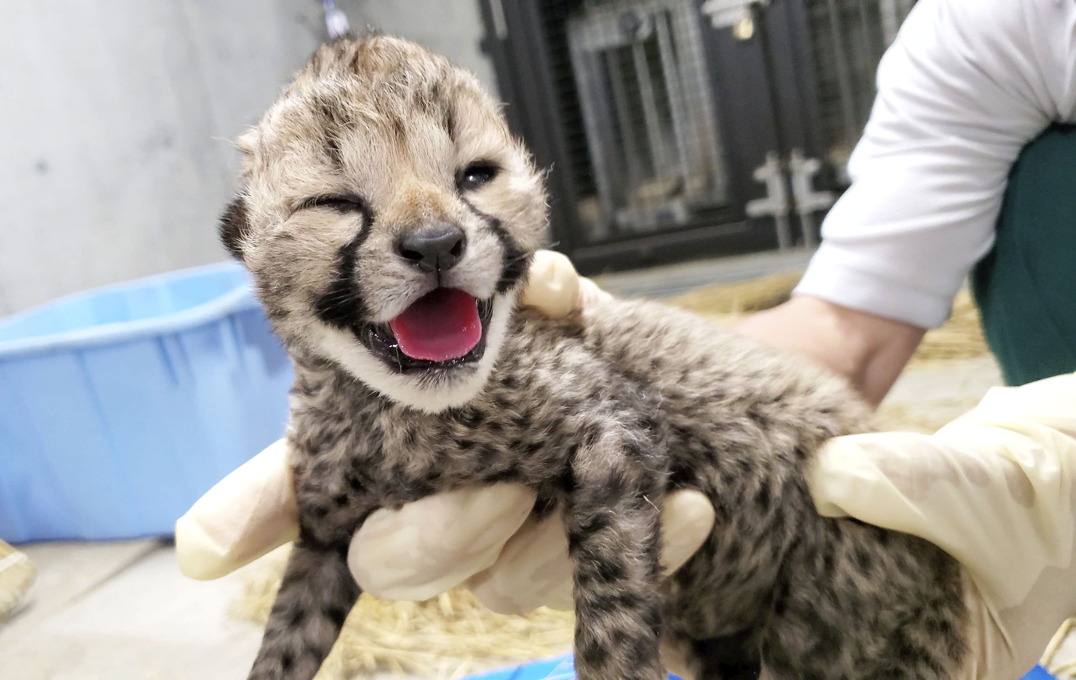 チーター赤ちゃん６頭誕生 千葉市動物公園９月公開へ 産経ニュース