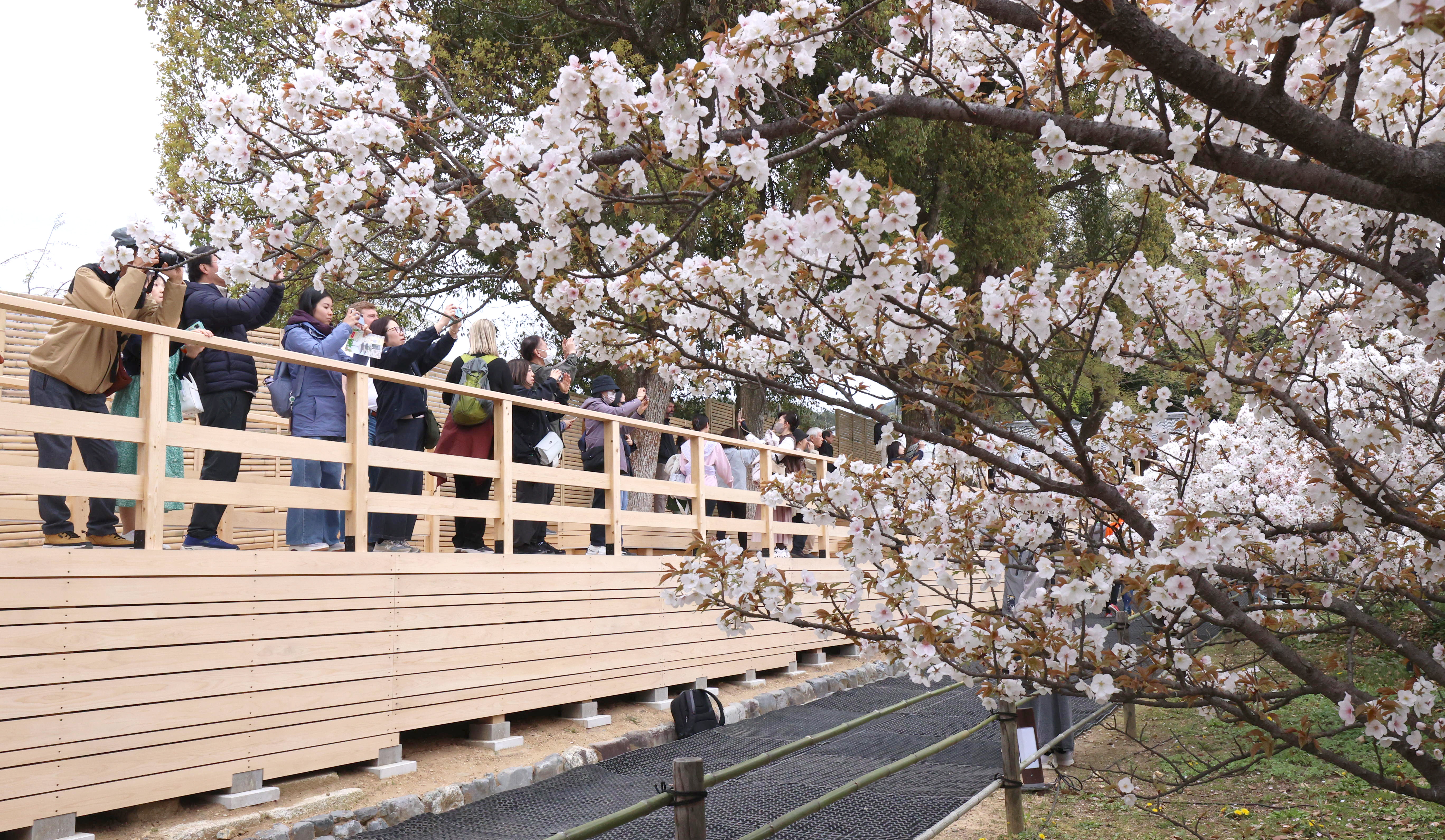 古都に春の終わりを告げる遅咲きの桜が満開 五重塔と間近な花を楽しむ 