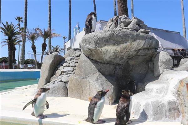 大人の遠足】魚の国、ペンギン島…学べる水族園京急油壺マリンパーク