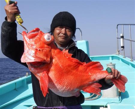 高級魚アコウ 満開６ ６キロ サンスポ