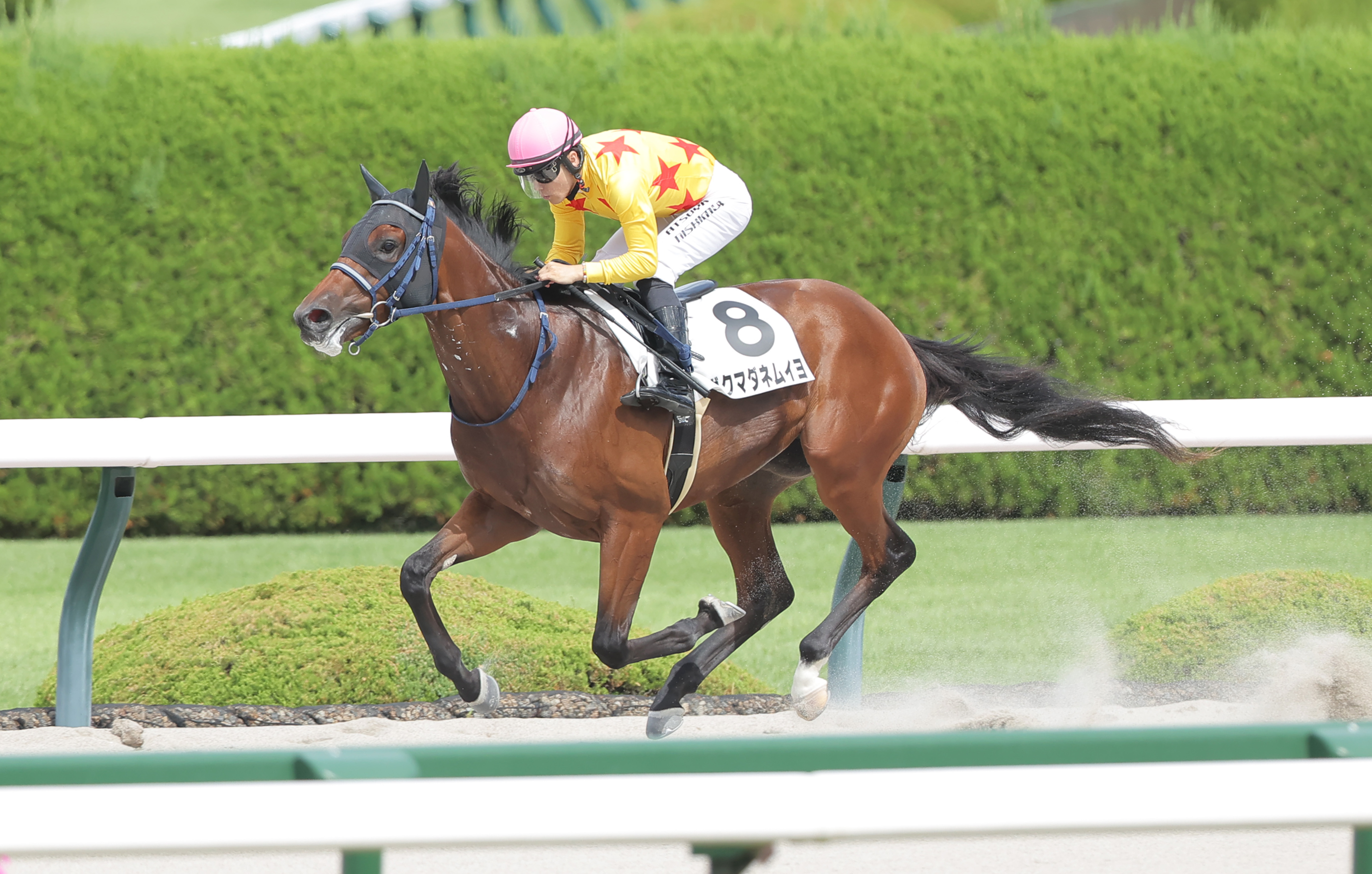 新馬戦7馬身差圧勝のボクマダネムイヨはJBC2歳優駿に登録 東田師