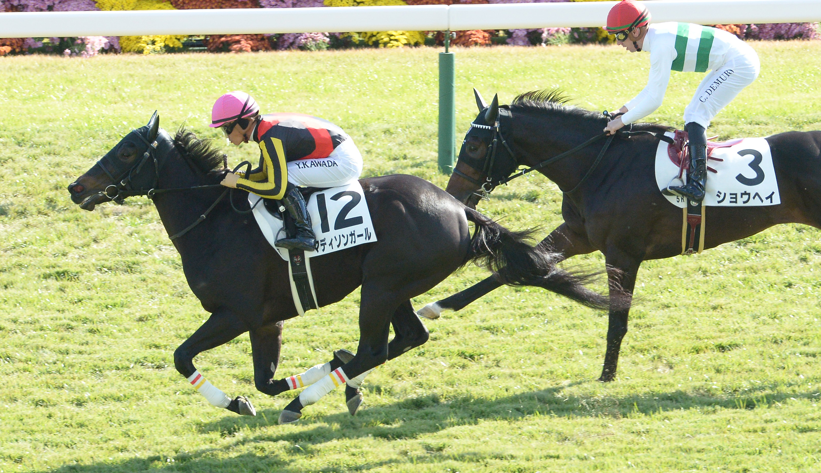 2歳新馬・京都5R】マディソンガールが鋭い決め手発揮しV！半姉は3冠