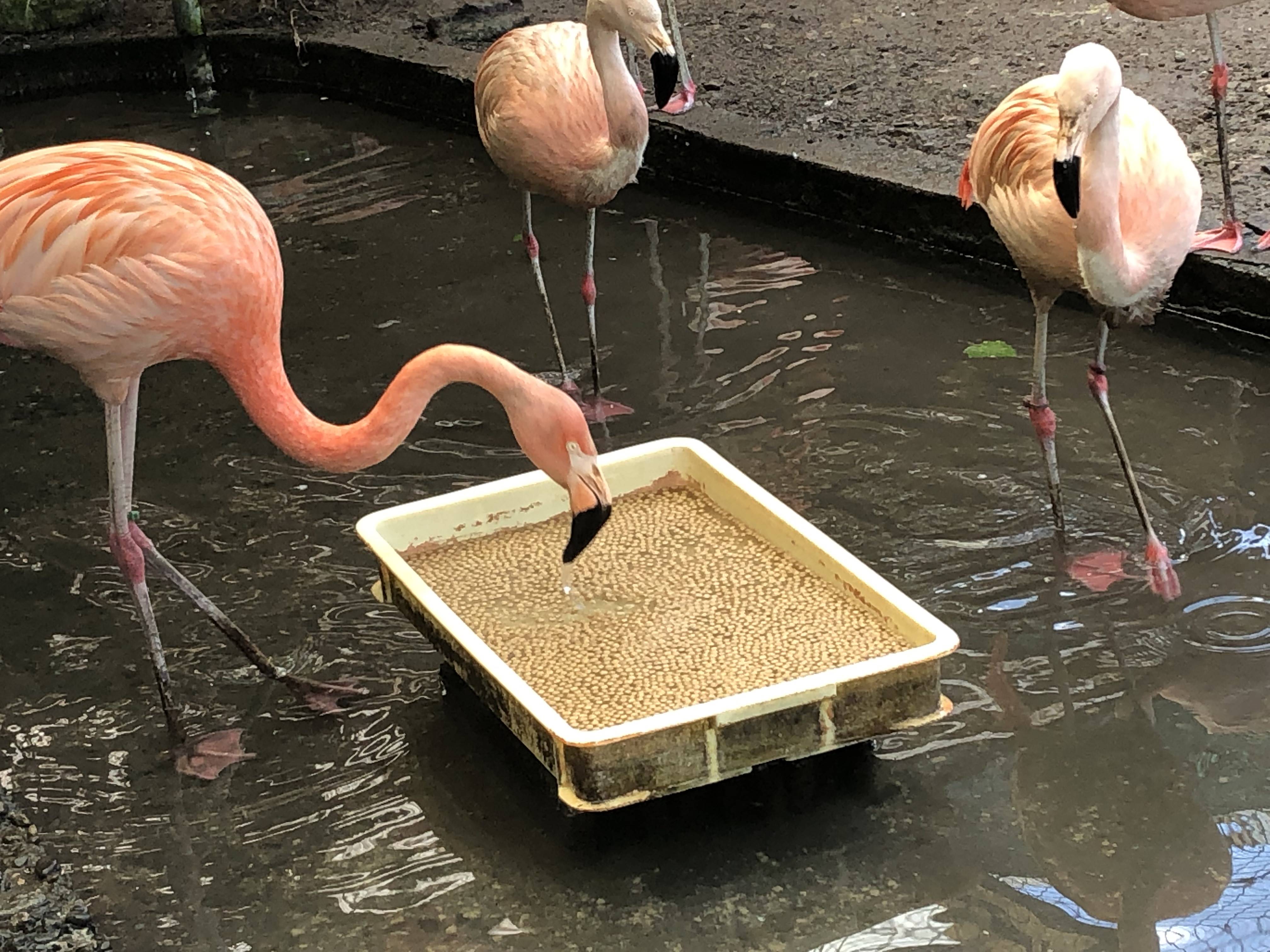 長野・須坂市動物園 飼育員日誌】フラミンゴ ピンク色保つ特別食