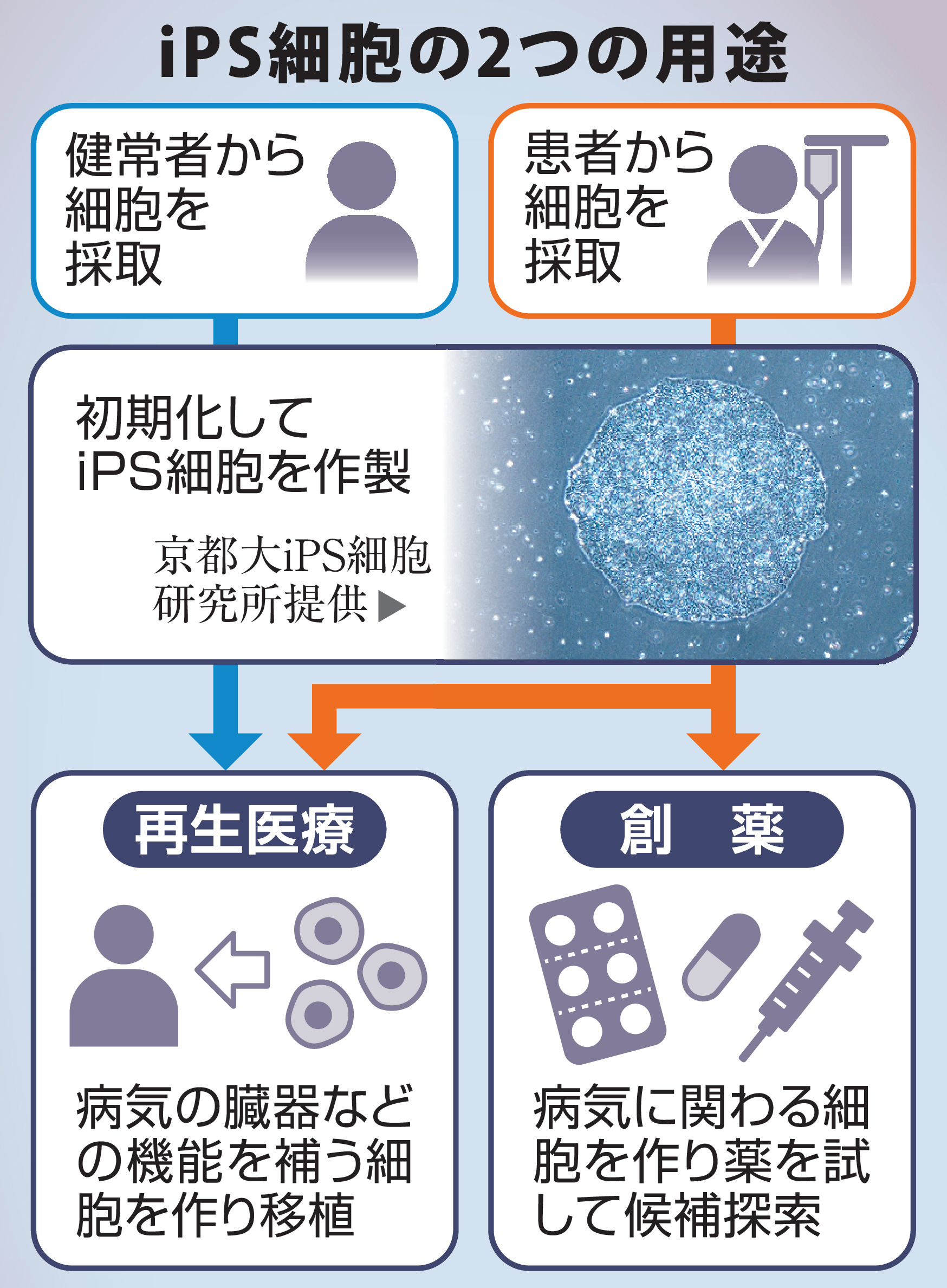 als ips 細胞