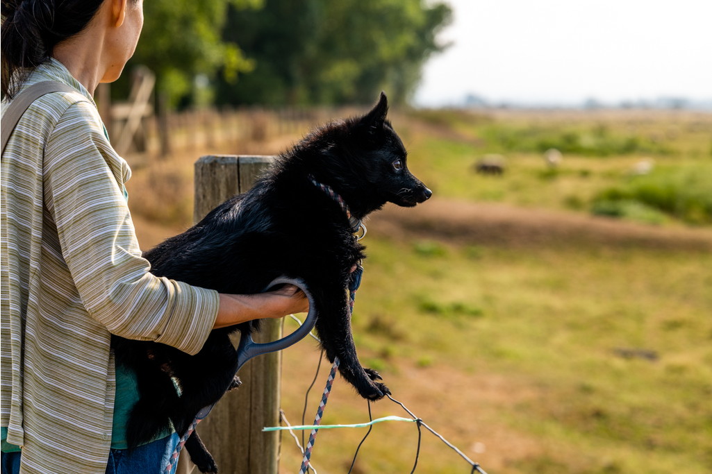 作家さんの黒い犬 黒い犬 (ハヤカワ・ノヴェルズ) | イアン マキューアン, McEwan,Ian