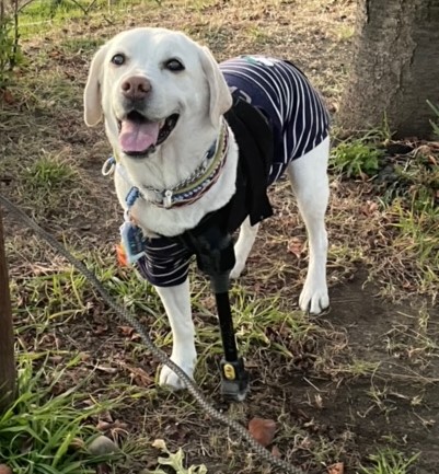 3Dプリンターでペットたちに新たな義足を！ 突然通告された愛犬の断脚