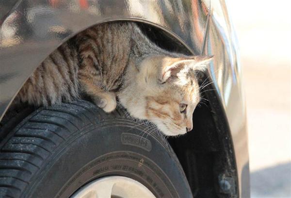 暖かいから ボンネット開けたら猫がいた 事故防げ 車乗る前は叩いて 日産 猫バンバン プロジェクト広がる 1 3ページ 産経ニュース