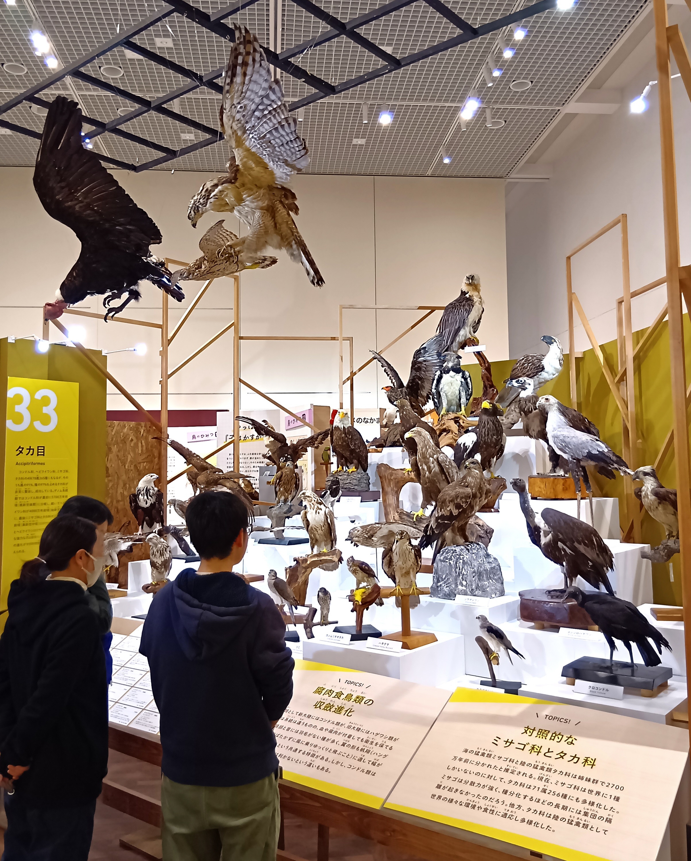 400点を超える鳥の標本、最新研究に基づく解説 大阪市立自然史博物館で