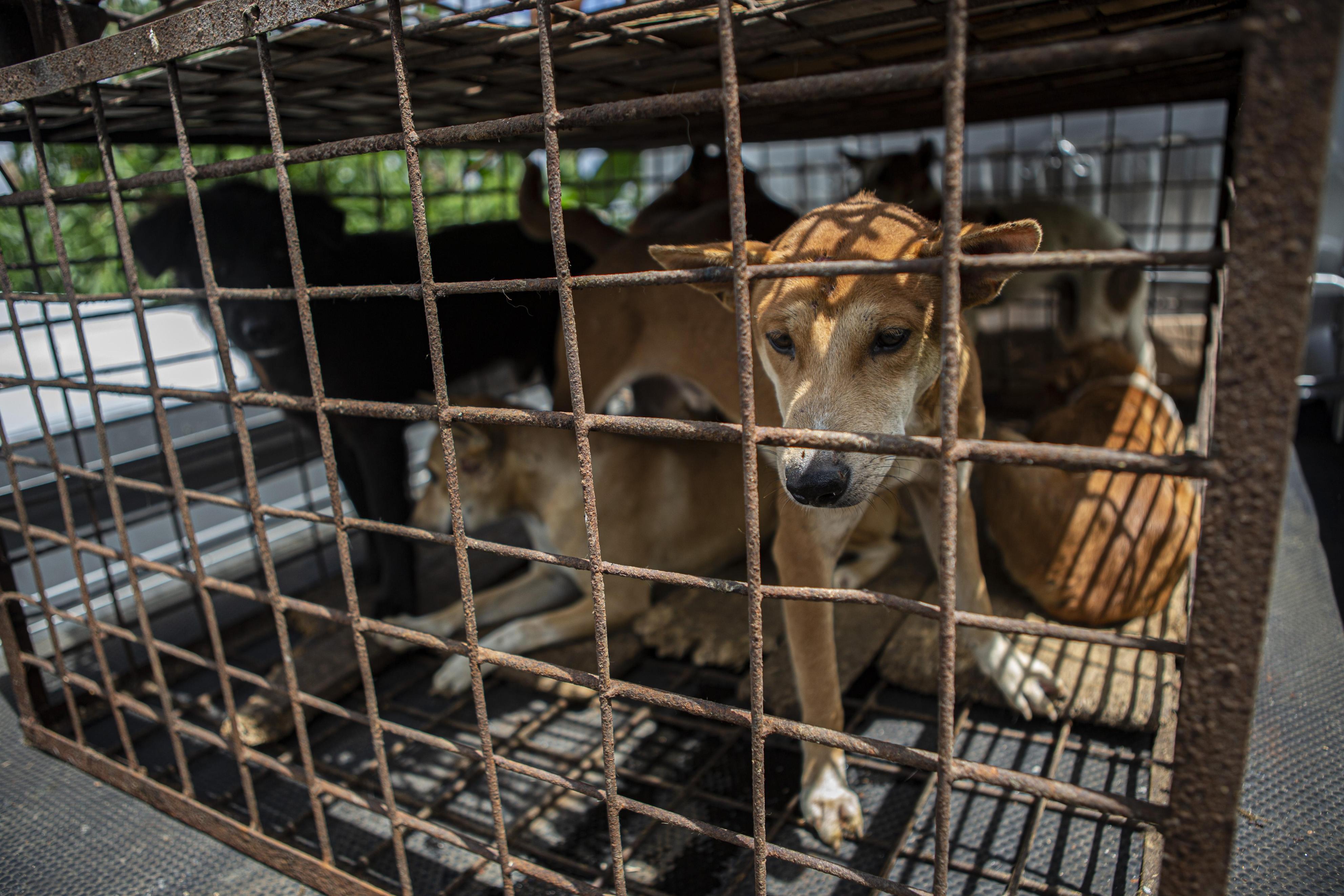 犬猫の肉、販売禁止に インドネシア〝過激市場〟 - 産経ニュース