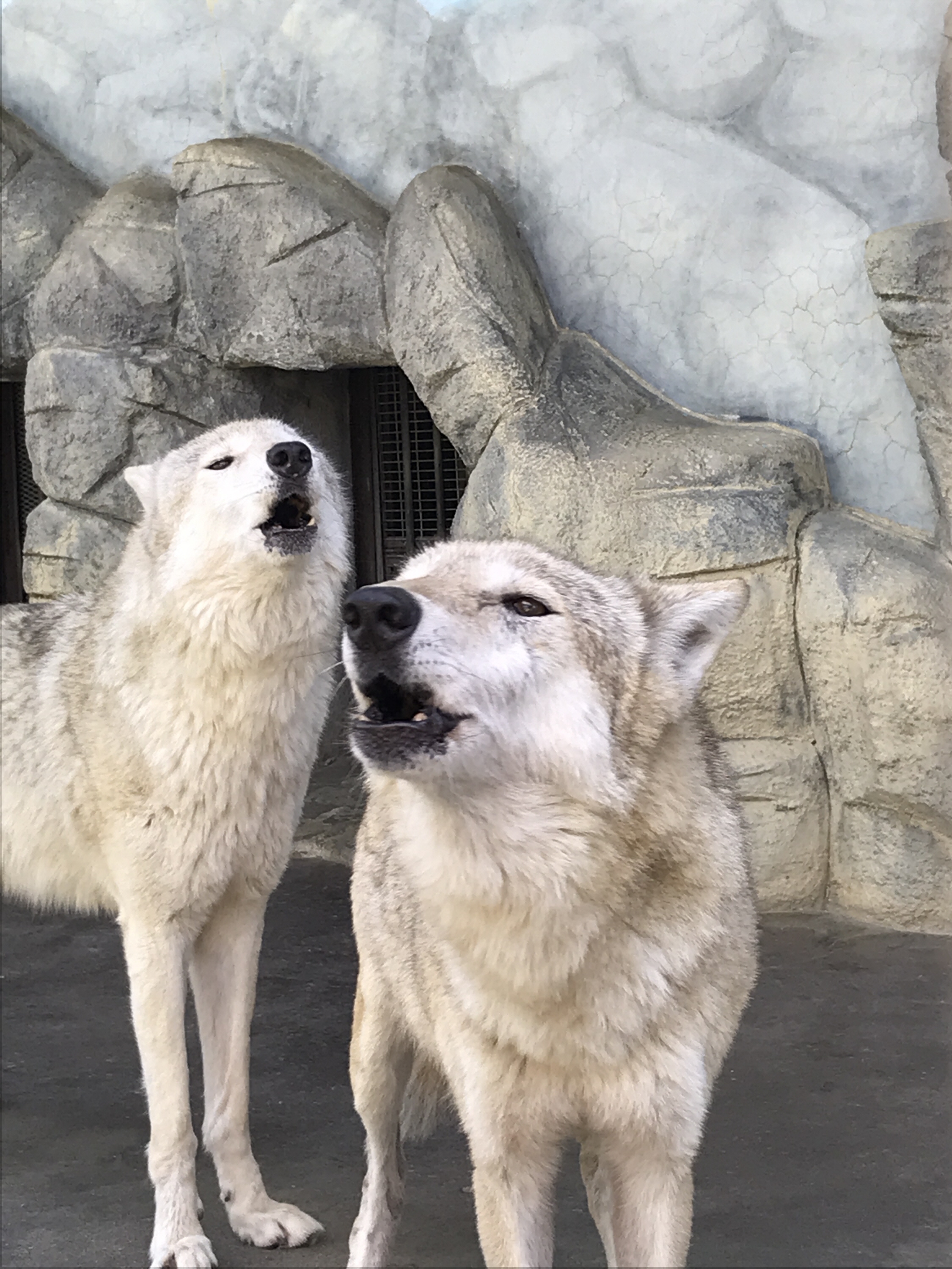 大家族を構成 天王寺動物園のオオカミ舎 園長は獣医さん - 産経ニュース