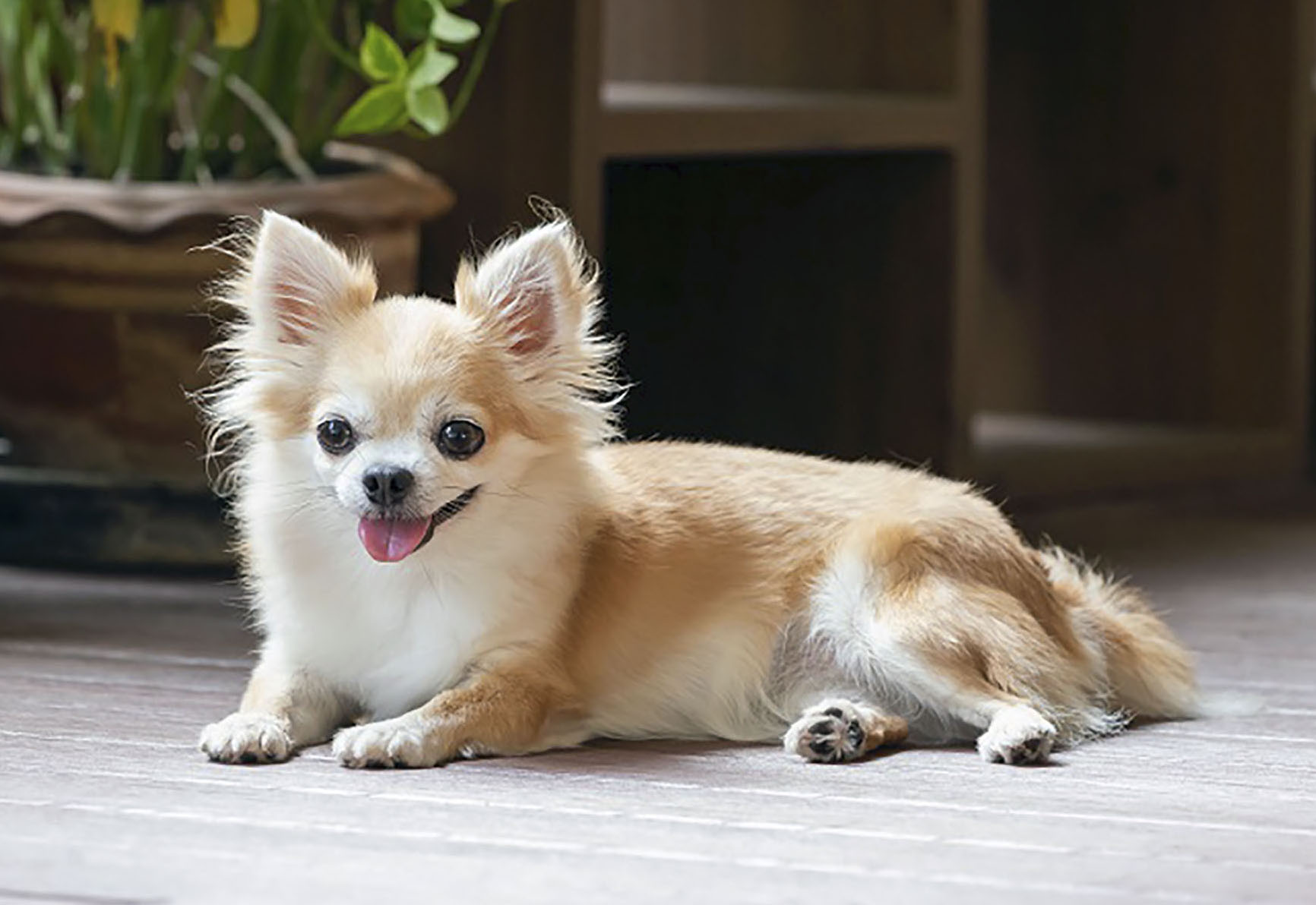 トイプードルが人気１位 １３年連続 犬種ランキング 産経ニュース