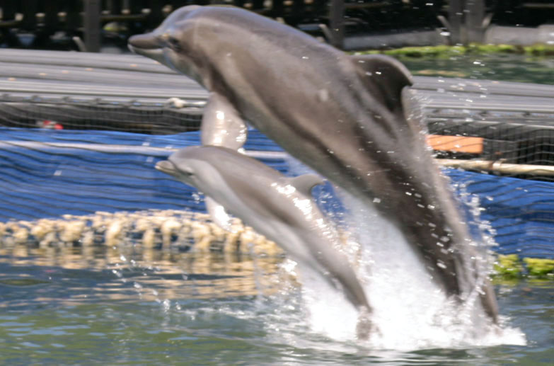 マダライルカ赤ちゃん公開 和歌山くじらの博物館で - 産経ニュース