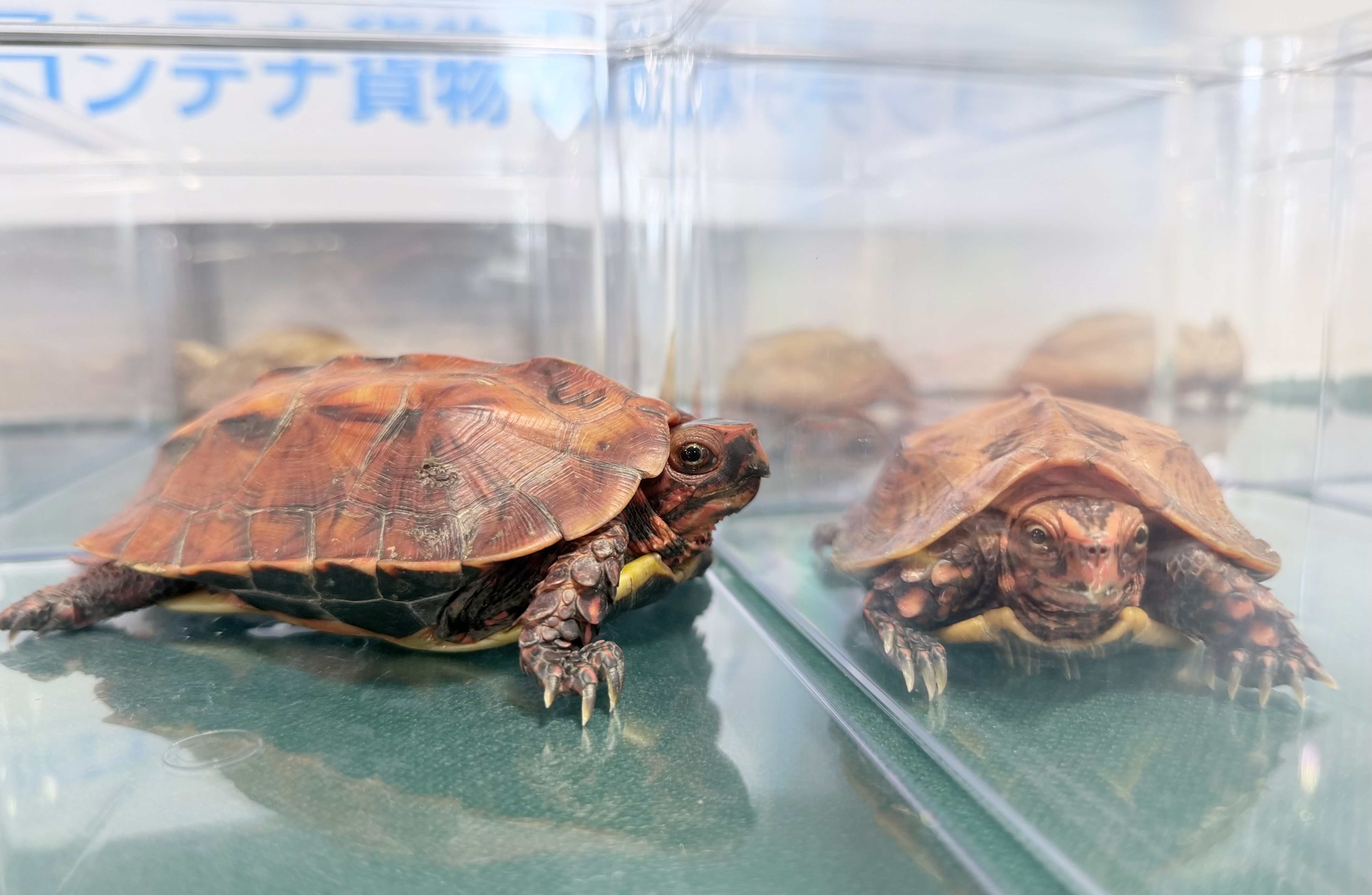 中国人4人「やんばるの森」や離島で密猟か ビスケットと偽り絶滅危惧種