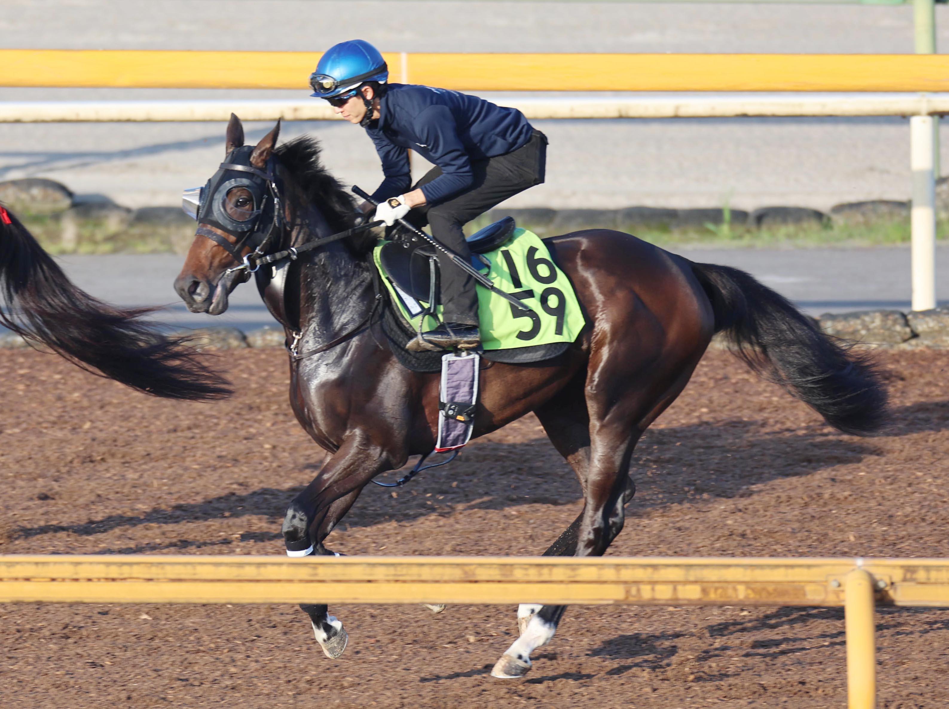 POG調査隊】伸び脚光るアランカール！母はオークス馬シンハ