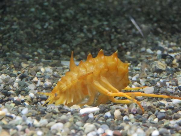 ロシア・バイカル湖の魚を国内初展示へ サケ科やカジカなど5種62匹