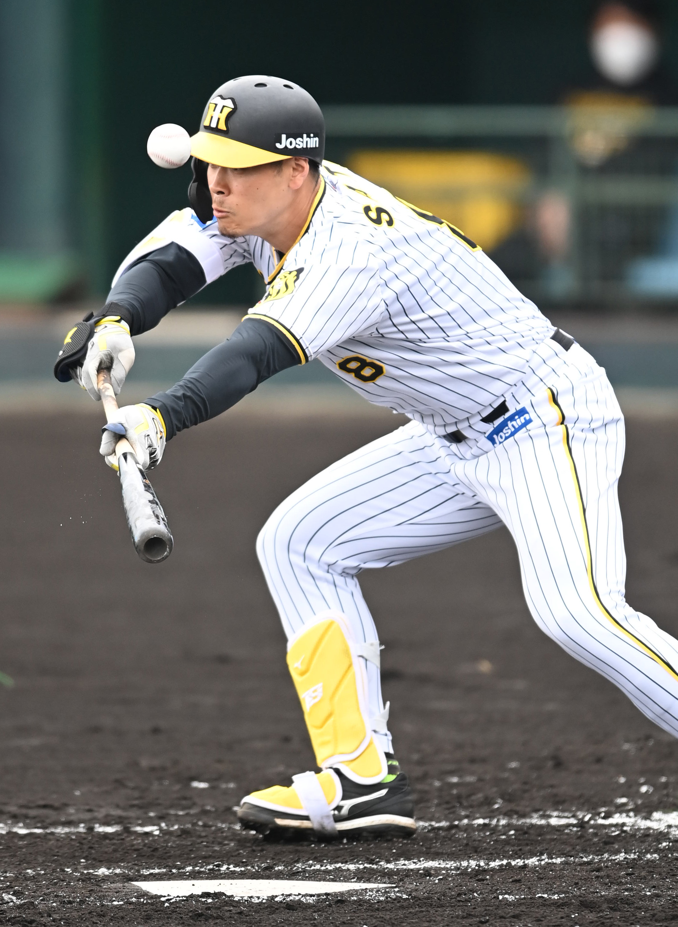 ビビらせる！ 阪神・佐藤輝明 固定観念打破でバントも（1/3ページ