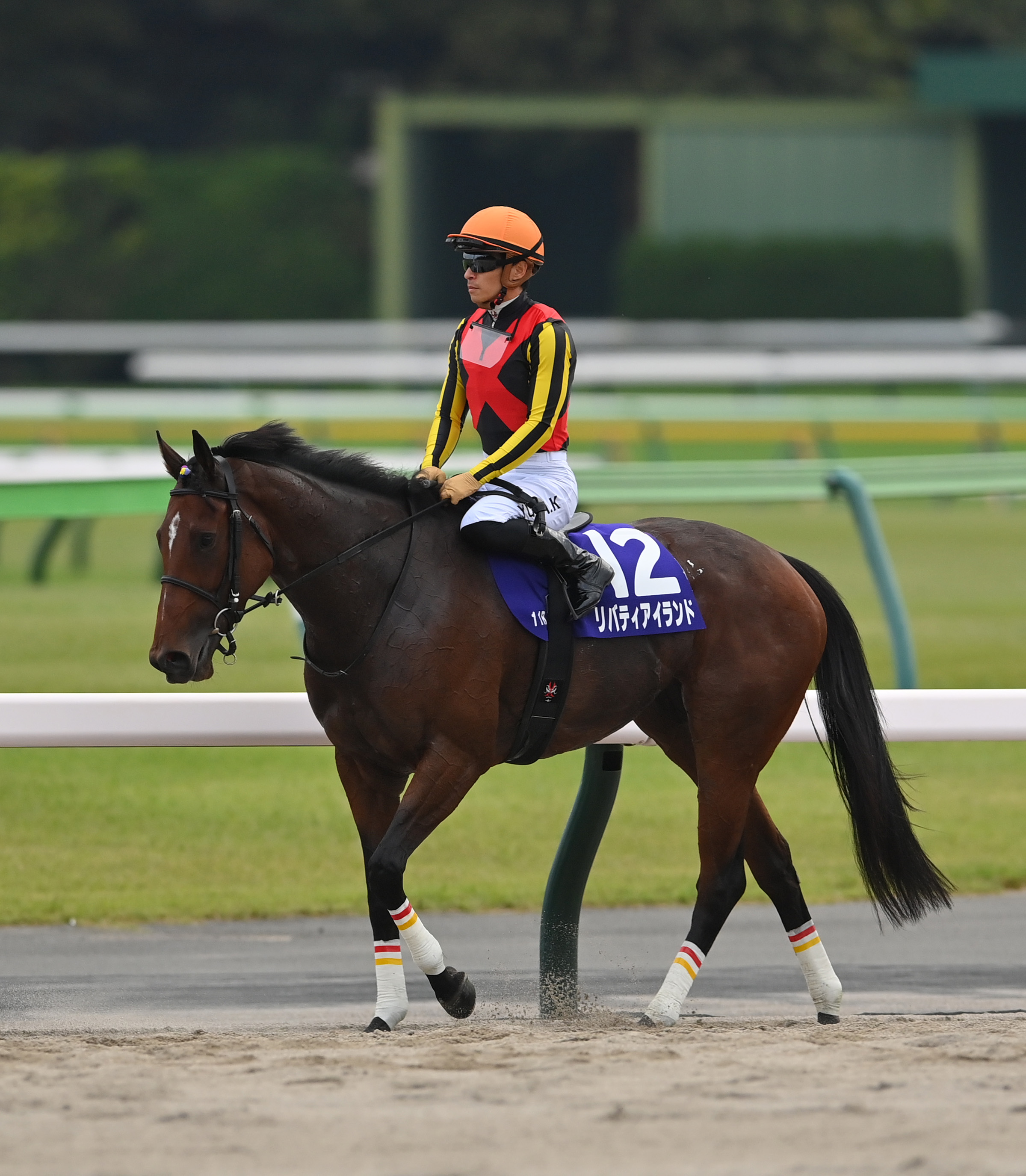 まねき馬 追悼SP No.2470リバティアイランド リバティアイランドが安楽死 香港のレースで故障（共同通信