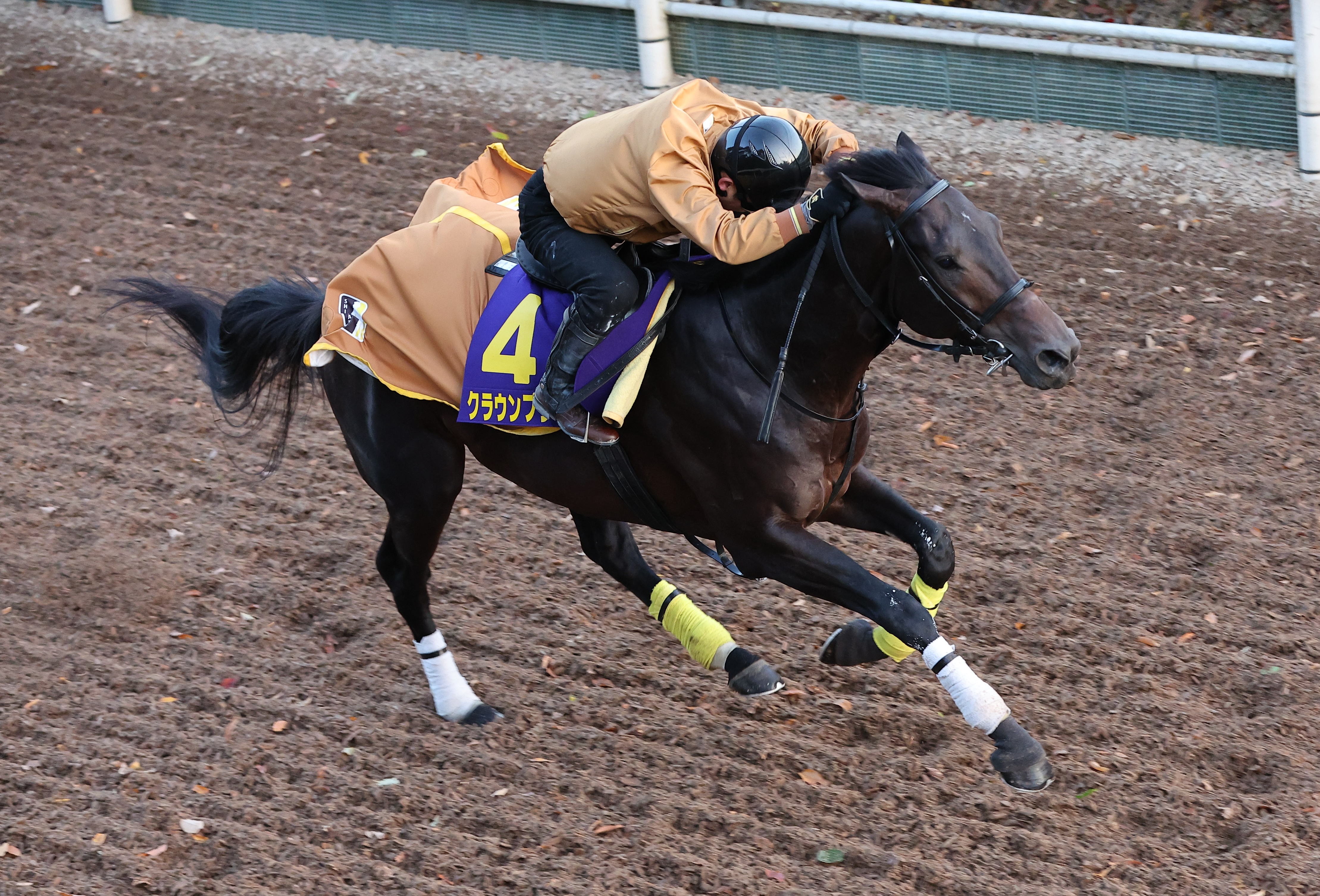 当日発送可能 競馬 WTP リングビット 調教 - その他スポーツ