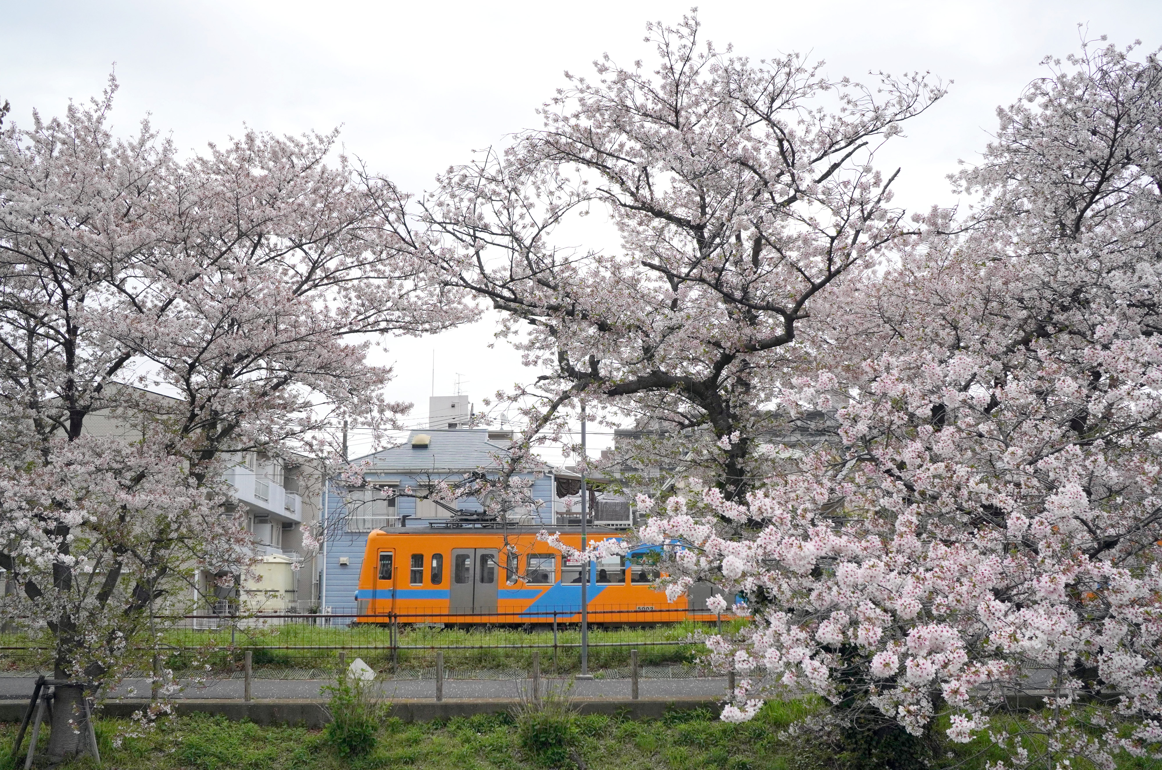 流れる桜の横を走る「さくら号」 千葉のローカル線・流鉄 桜便り