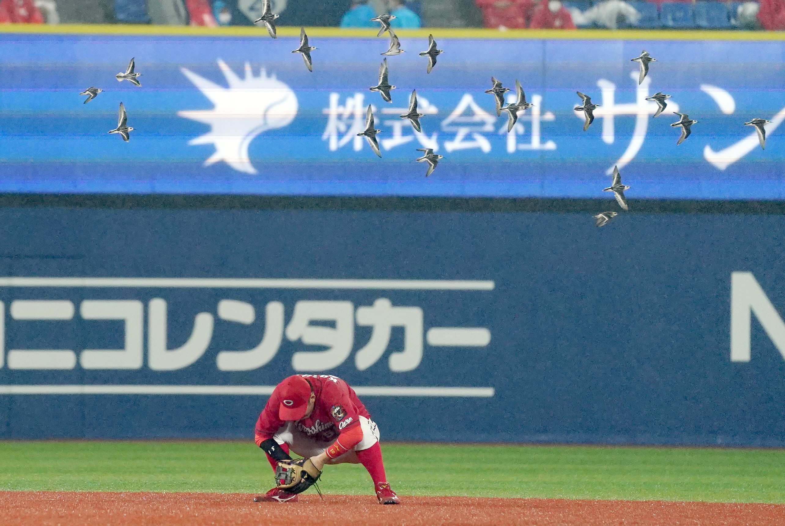 ハマスタで珍事 謎の鳥の群れが 襲来 で一時中断も まるでヒッチコックの 鳥 サンスポ