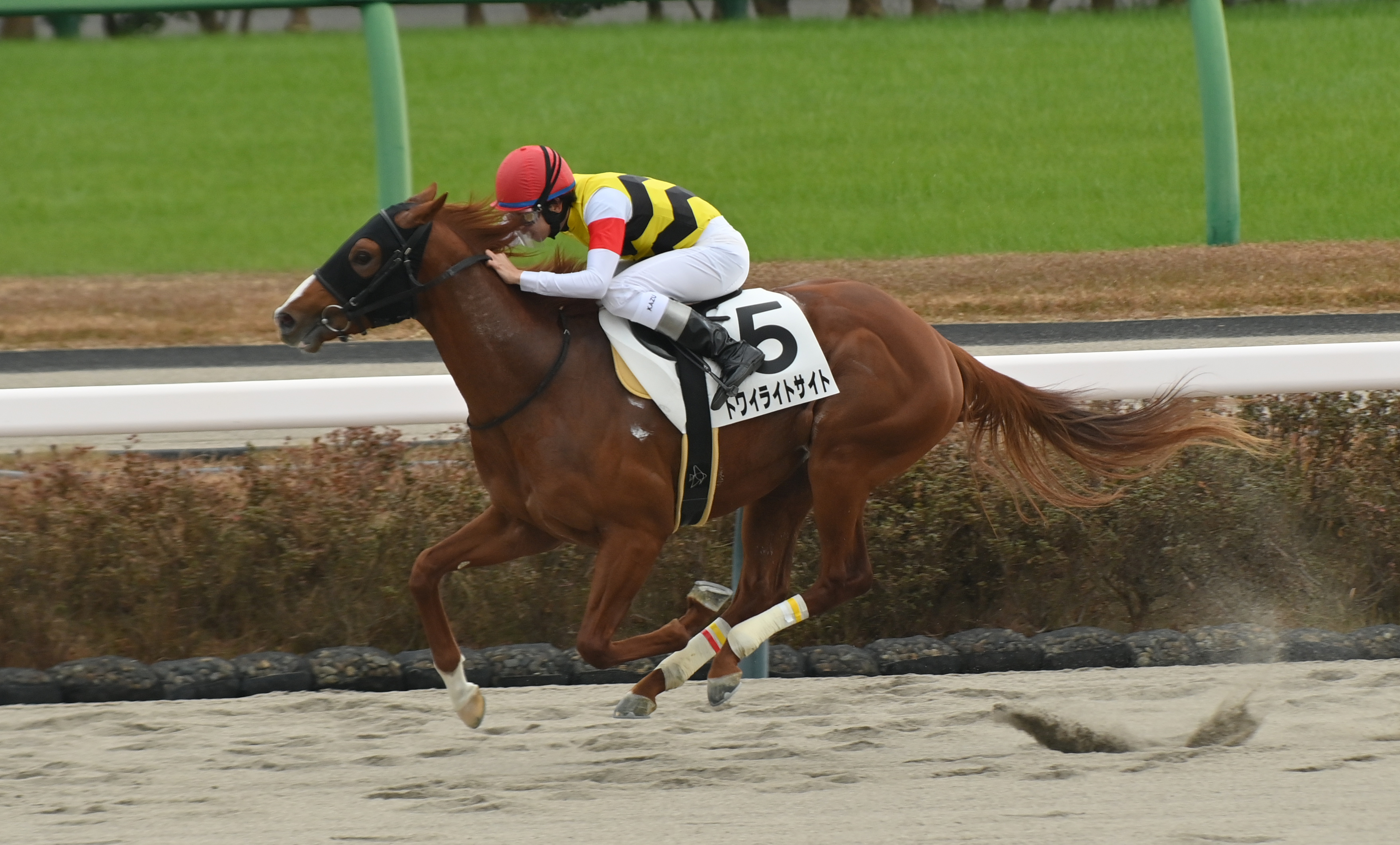 中山6R・2歳新馬】トワイライトサイトが2馬身差で快勝 騎乗機会4連勝の