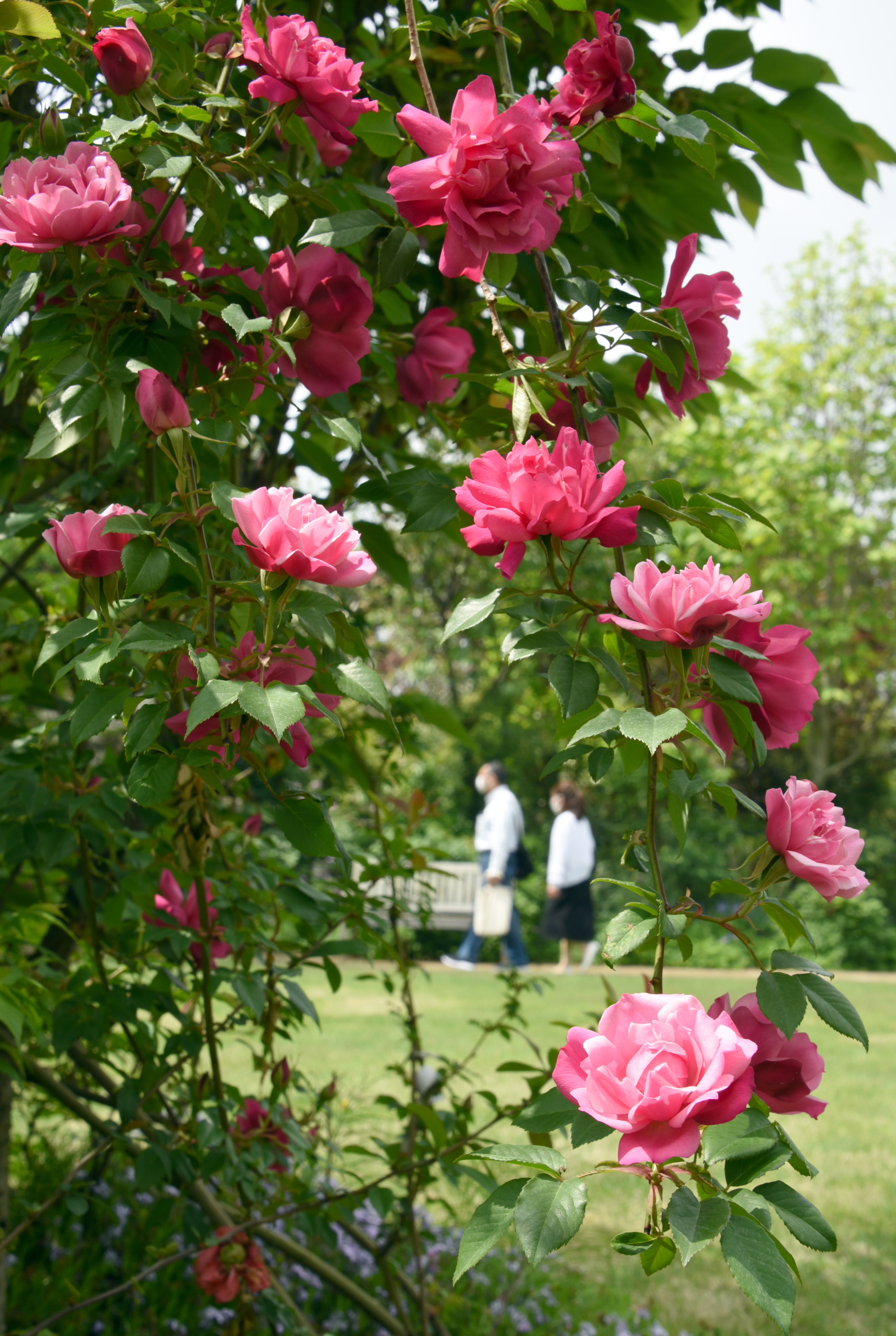 薔薇生花 5月皐月様 彩時記・5月・五月】皐月（さつき）のバラ 魅了される姿と香り - 産経
