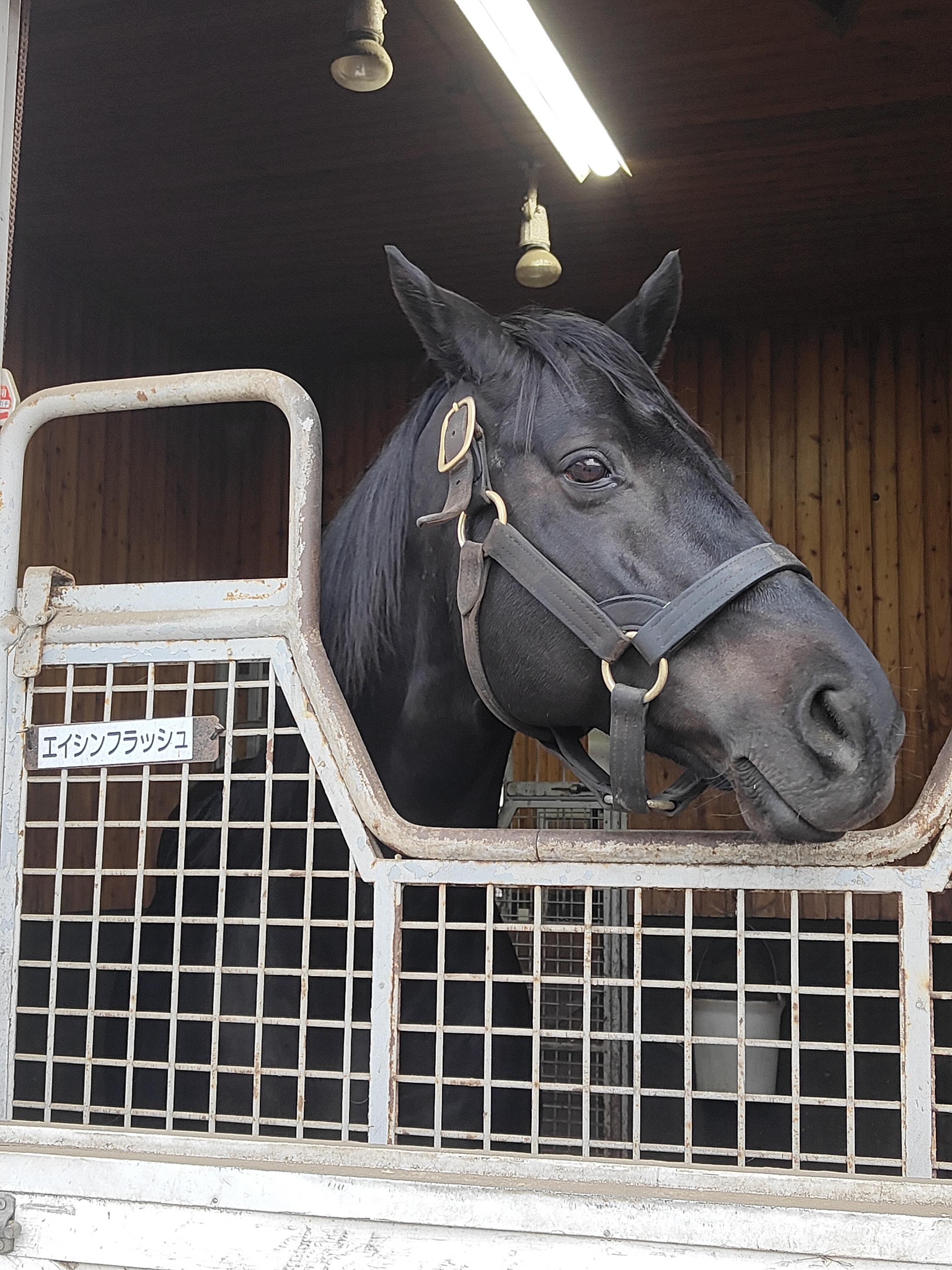 日本ダービー馬エイシンフラッシュが種牡馬を引退し、功労馬として
