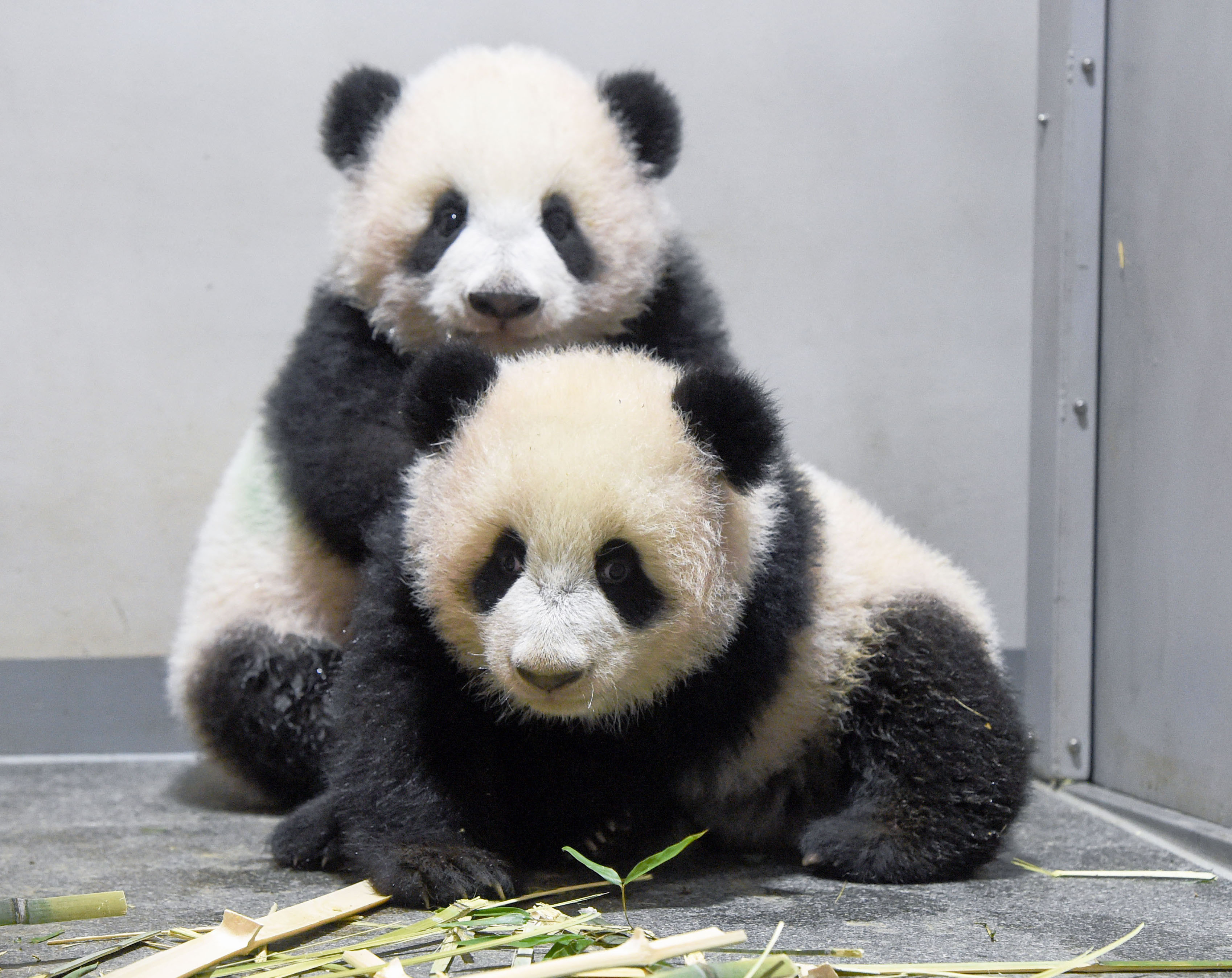 上野動物園 双子のジャイアントパンダ「シャオシャオ」「レイレイ