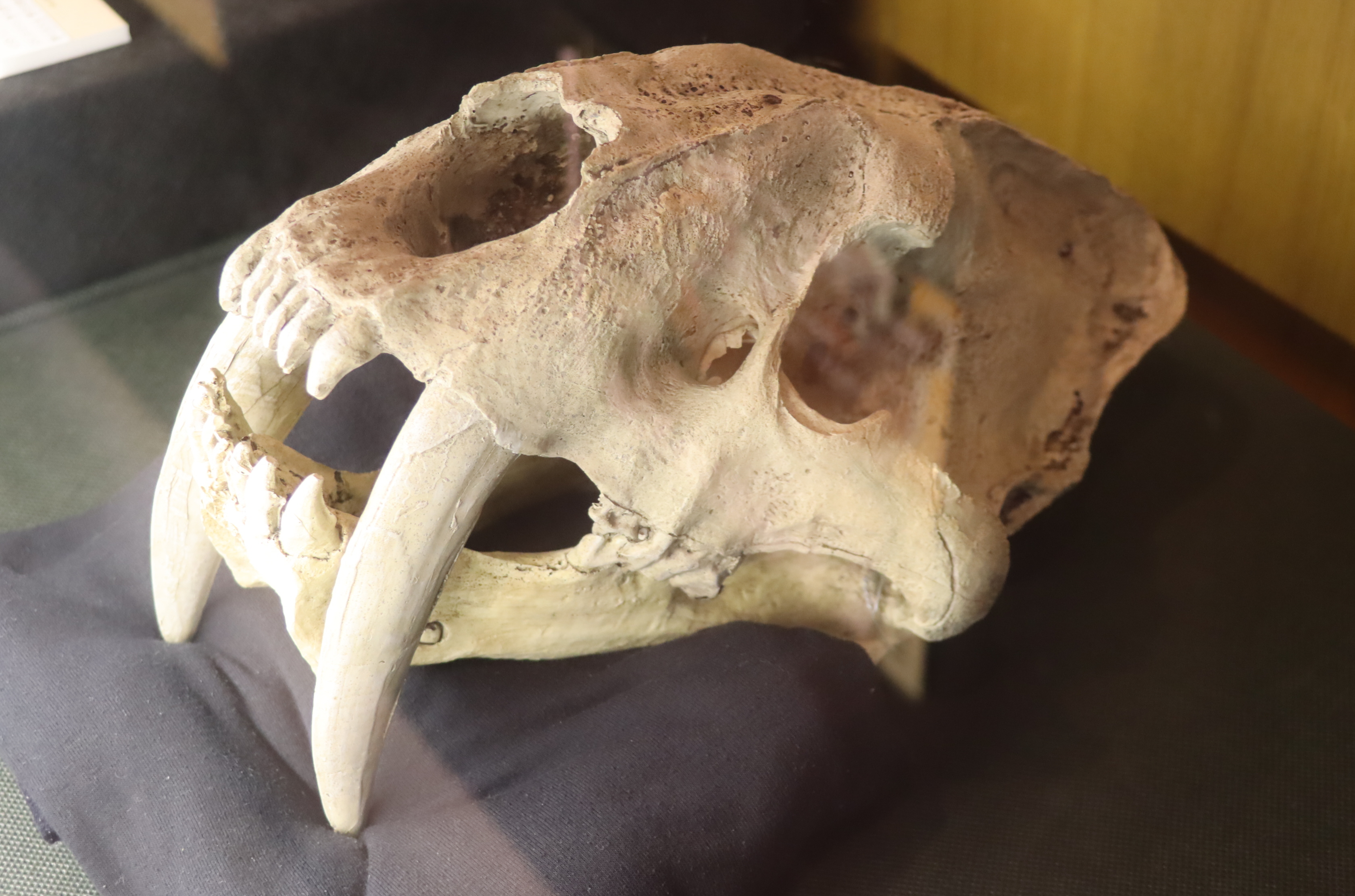 メガロドンやティラノサウルス…歯で見る生物の不思議 - 産経ニュース