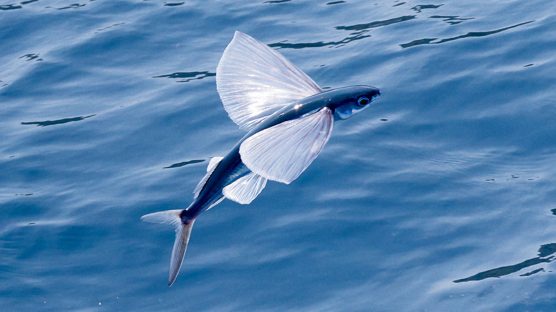 トビウオ NHK「ダーウィンが来た！」ギネス認定のトビウオ映像、再放送