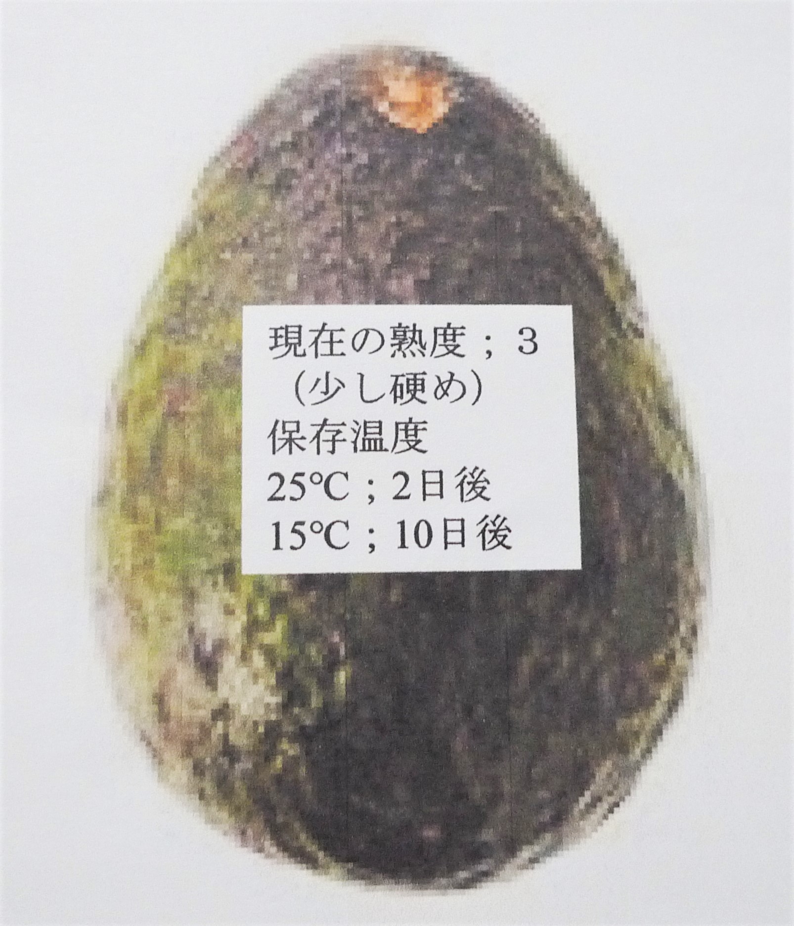 アボカド切らずに「食べごろ」判定 野菜の根に特定光で栄養分変化初