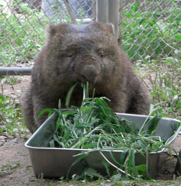 赤ちゃん高まる期待 ウォンバット３匹豪から来日へ 大阪 池田の動物園 1 2ページ 産経ニュース