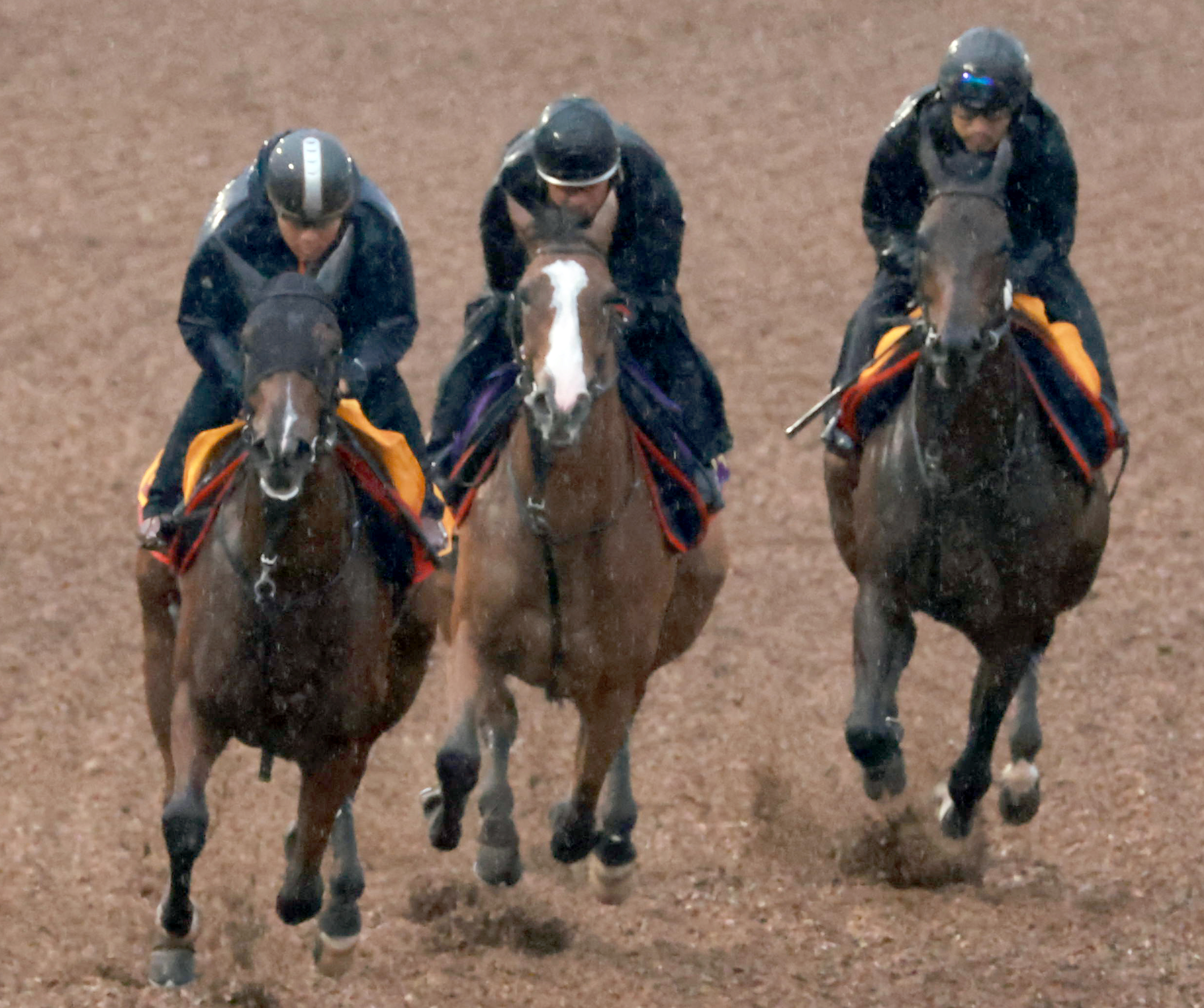 毎日王冠 追い切り】チェルヴィニアは美浦Wで気配上昇83秒3 太田助手