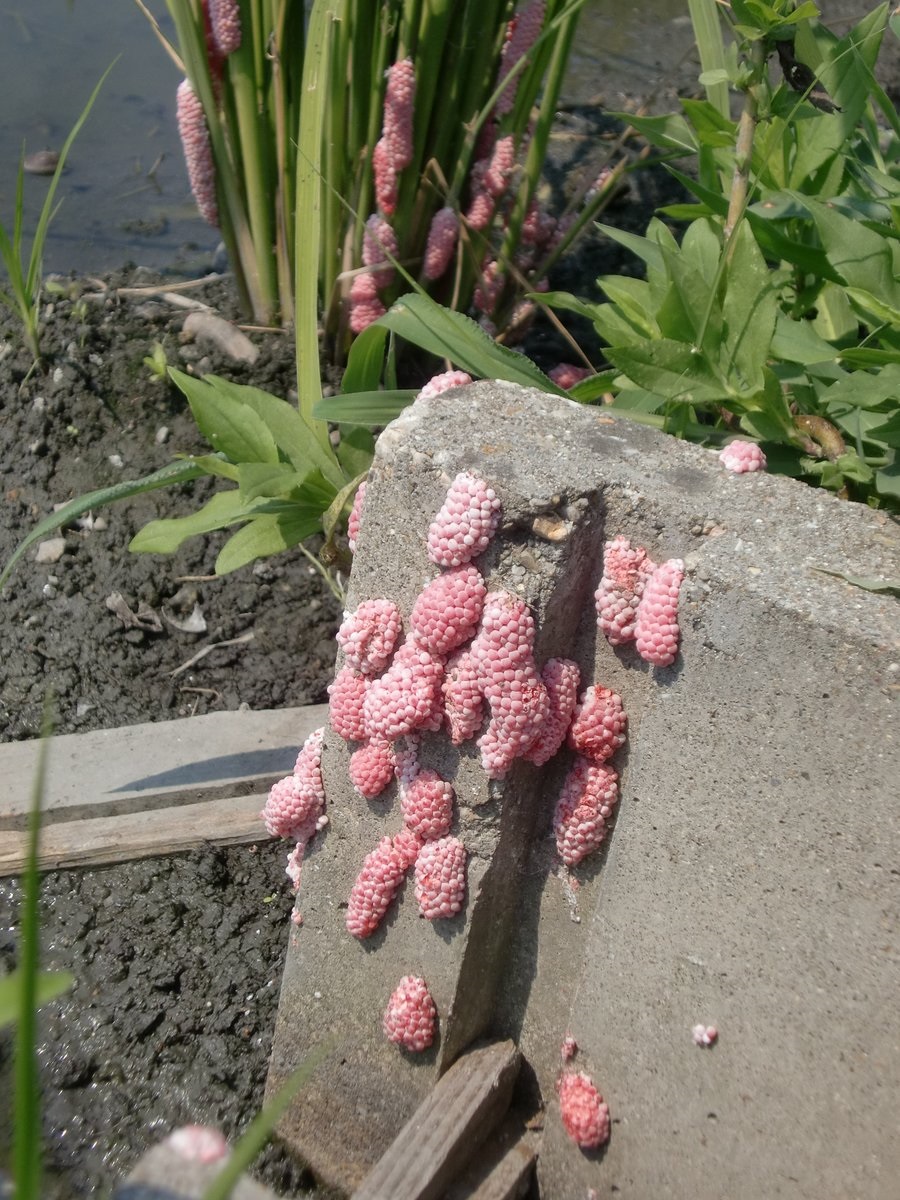 タニシ の 卵