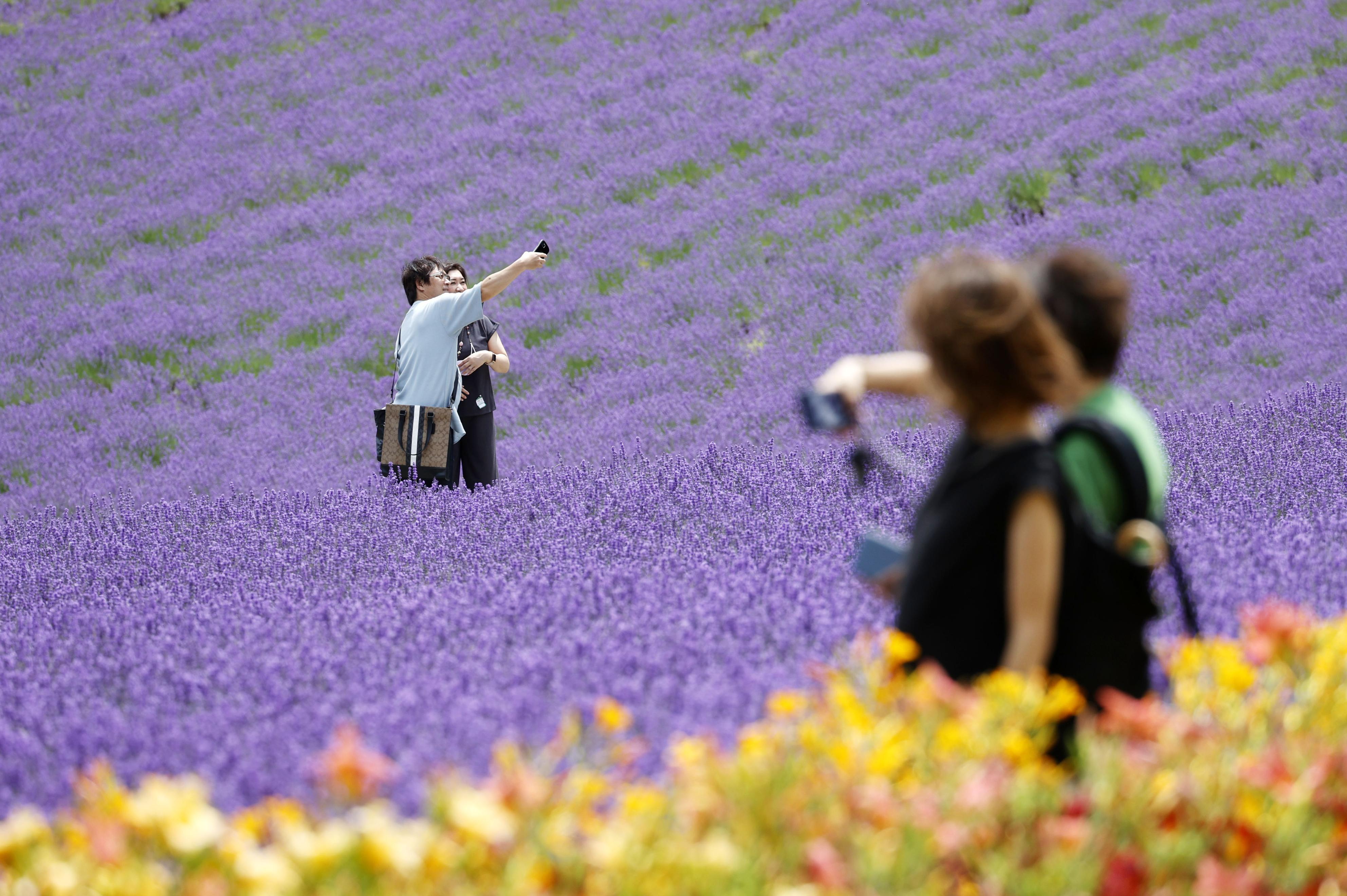 本物にリラックス「芳香剤と違う」 ラベンダー見頃、富良野 - 産経ニュース