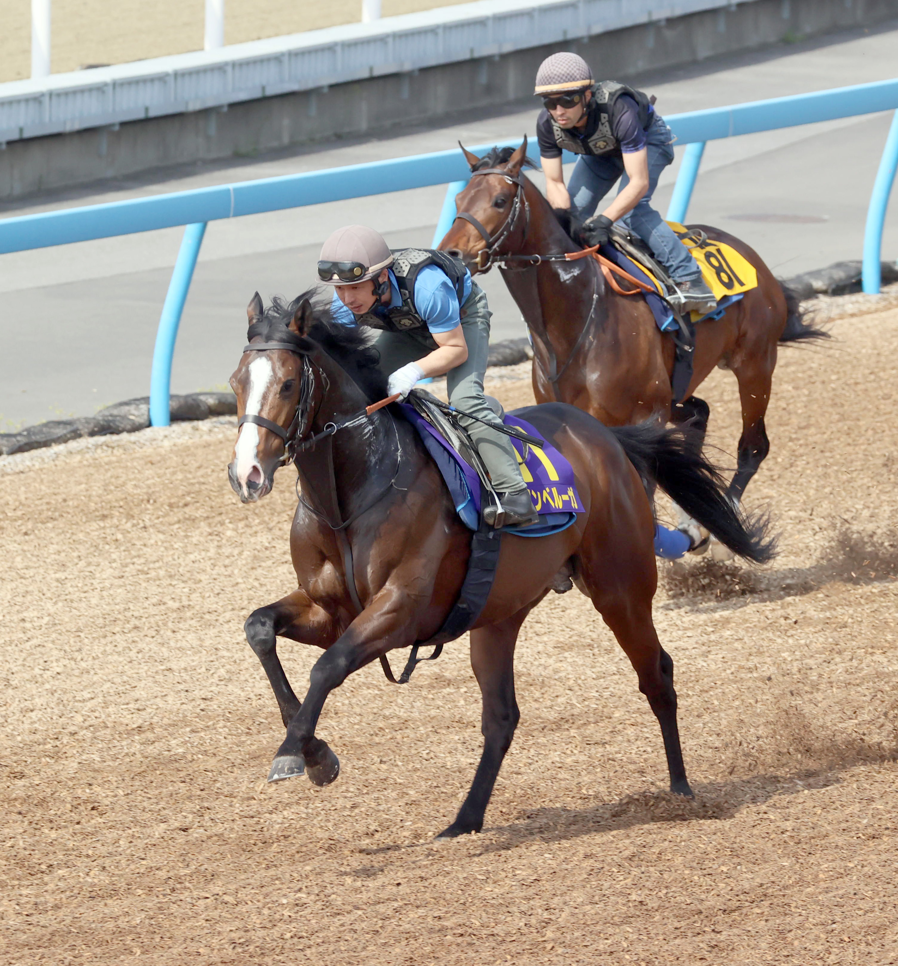 ダノンベルーガ【皐月賞実使用ゼッケン】 天皇賞・秋】ダノンベルーガ