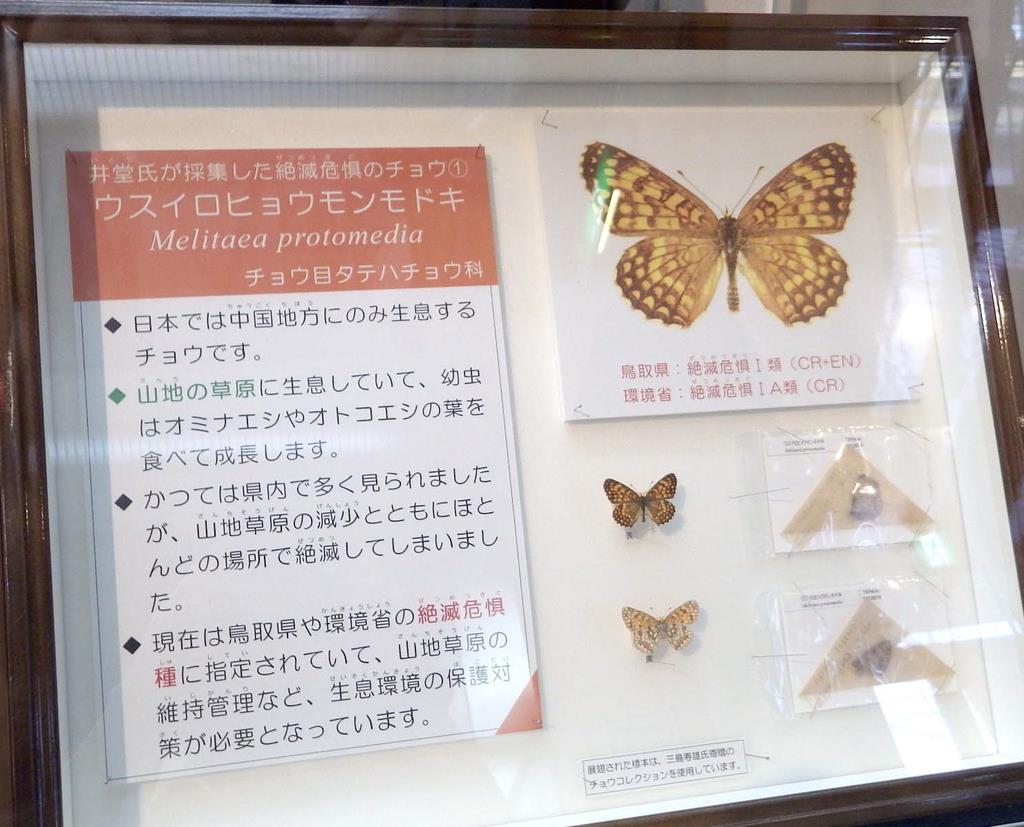 貴重なチョウ標本展示 鳥取県立博物館 - 産経ニュース