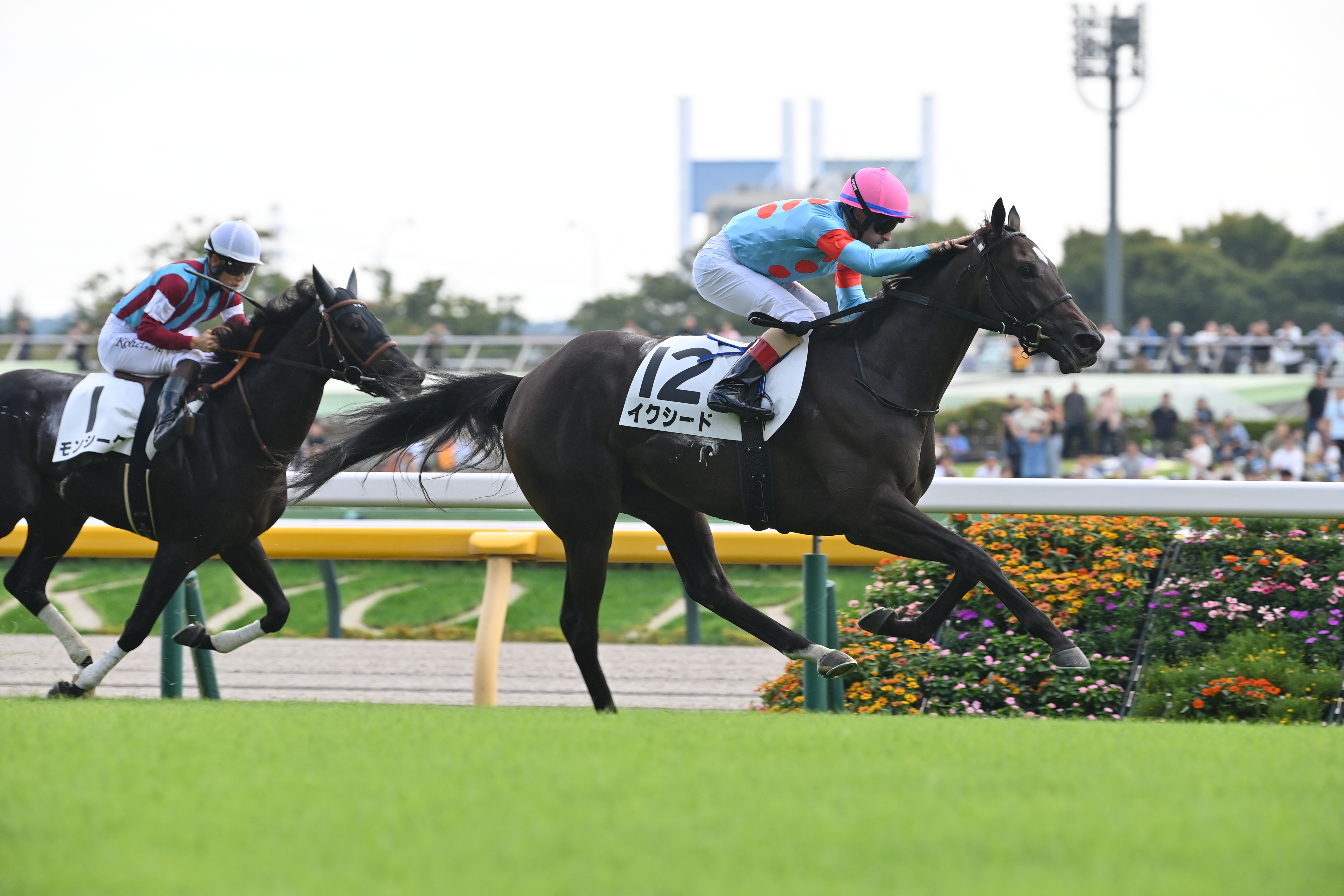 若駒ピカイチ】高いセンスと瞬発力を併せ持つイクシード 全兄はGⅠ6勝