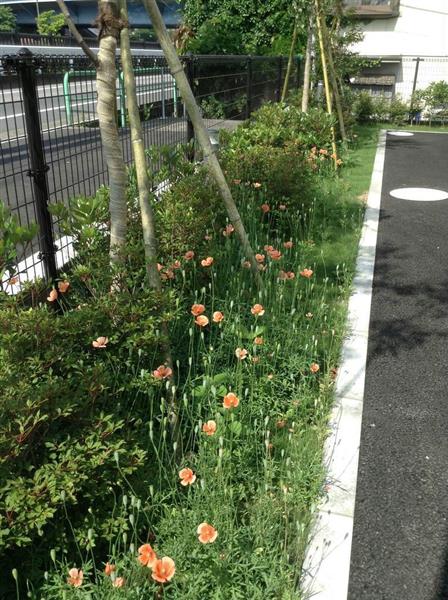 実は要注意 かれんな花 外来植物 ナガミヒナゲシ 強い繁殖力 在来種に影響も 産経ニュース