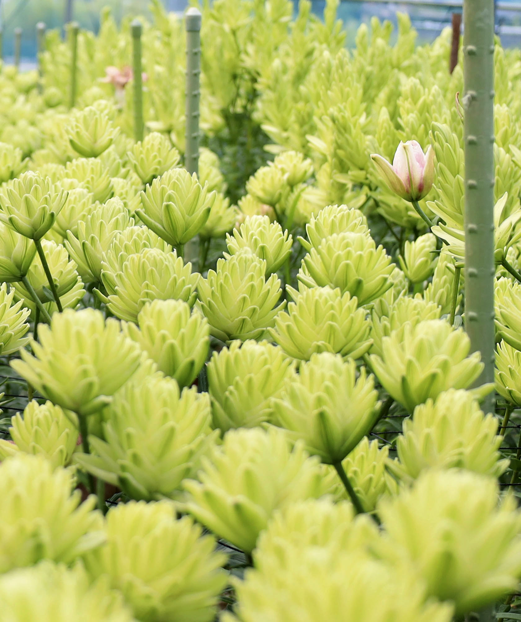 世界に一つ、淡い緑のユリ 高知、花き農家の新品種 - 産経ニュース