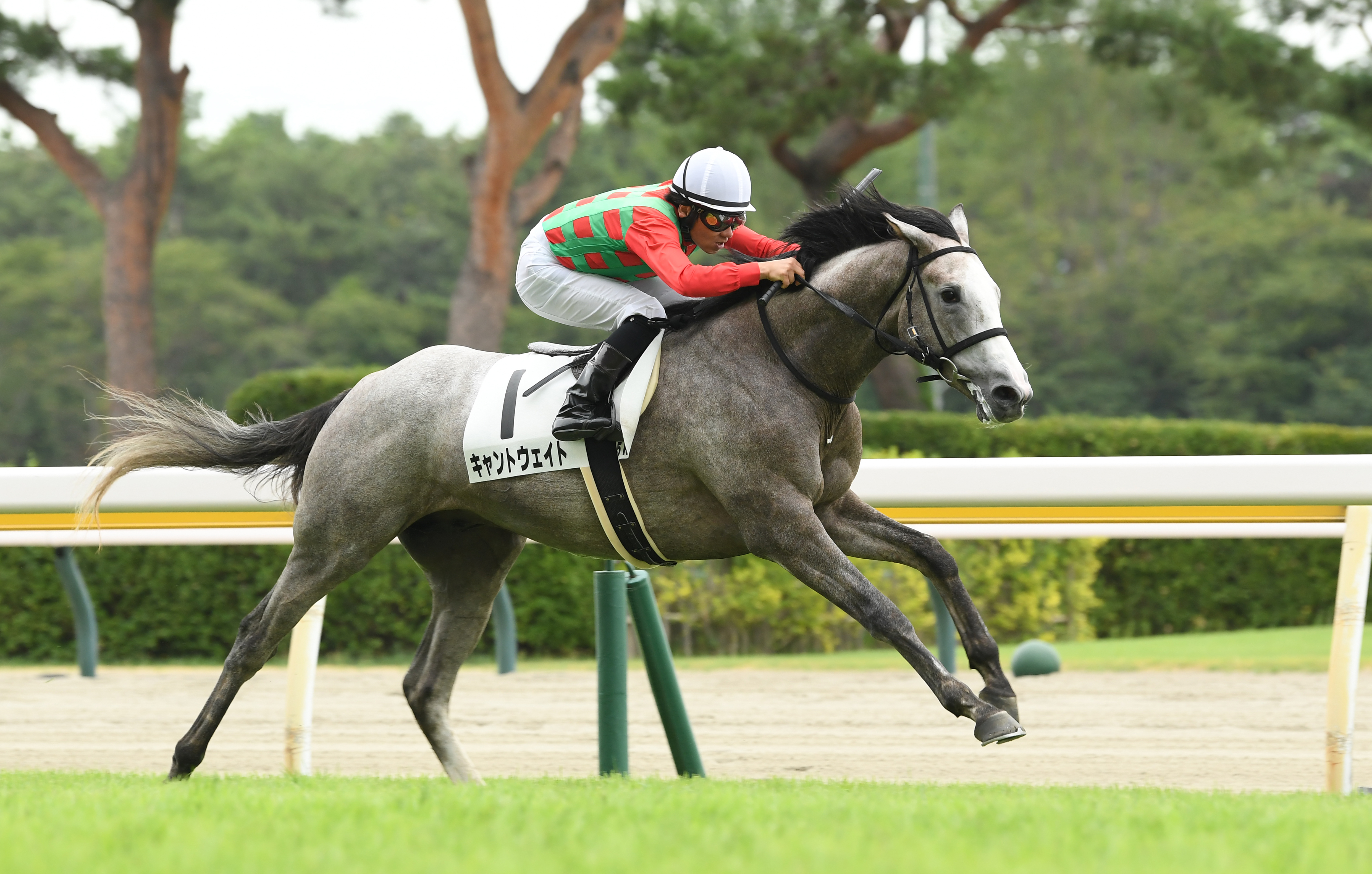 【２歳新馬・新潟５Ｒ】芦毛馬キャントウェイトが早め先頭から ...