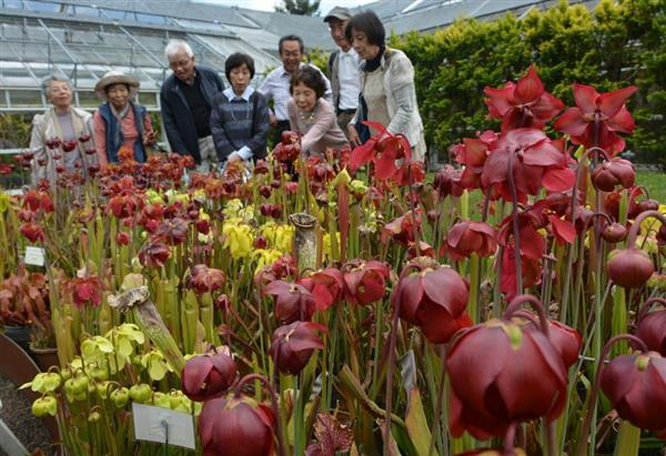 食虫植物花盛り 兵庫 加西のフラワーセンターでサラセニアみごろ 産経ニュース