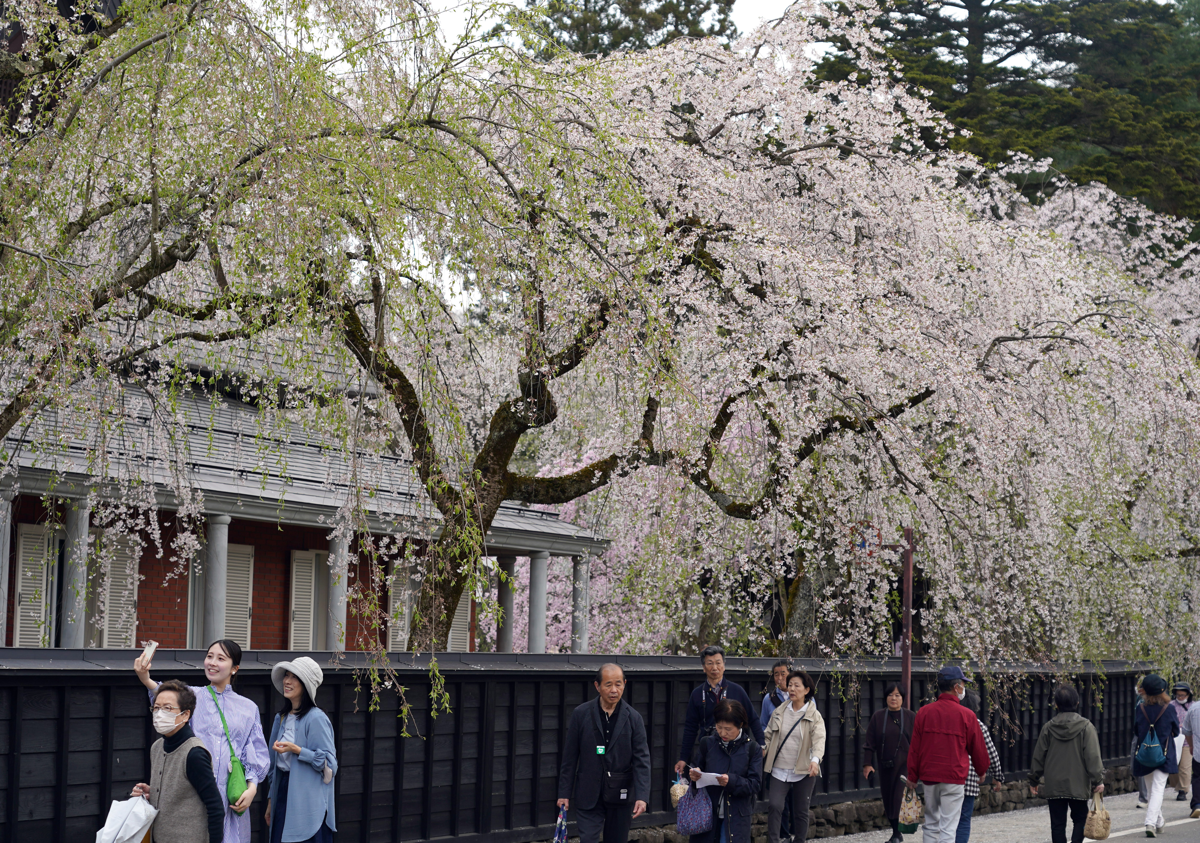春爛漫「みちのくの小京都」 秋田・角館 桜便り2024 - 産経ニュース