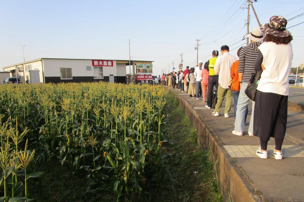 トウモロコシ「甘々娘」、根強い人気 今年も長蛇の列 静岡・森町 - 産経ニュース