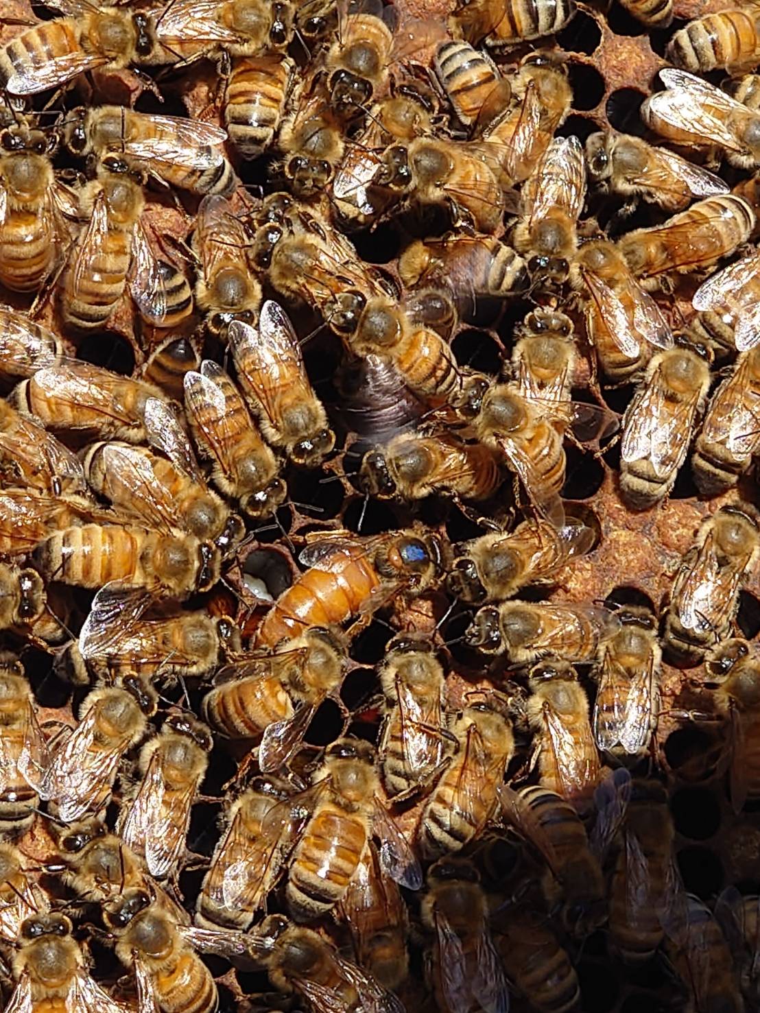 動画】命がけの交尾か、餓死か…オスのミツバチのはかなき最期 東京