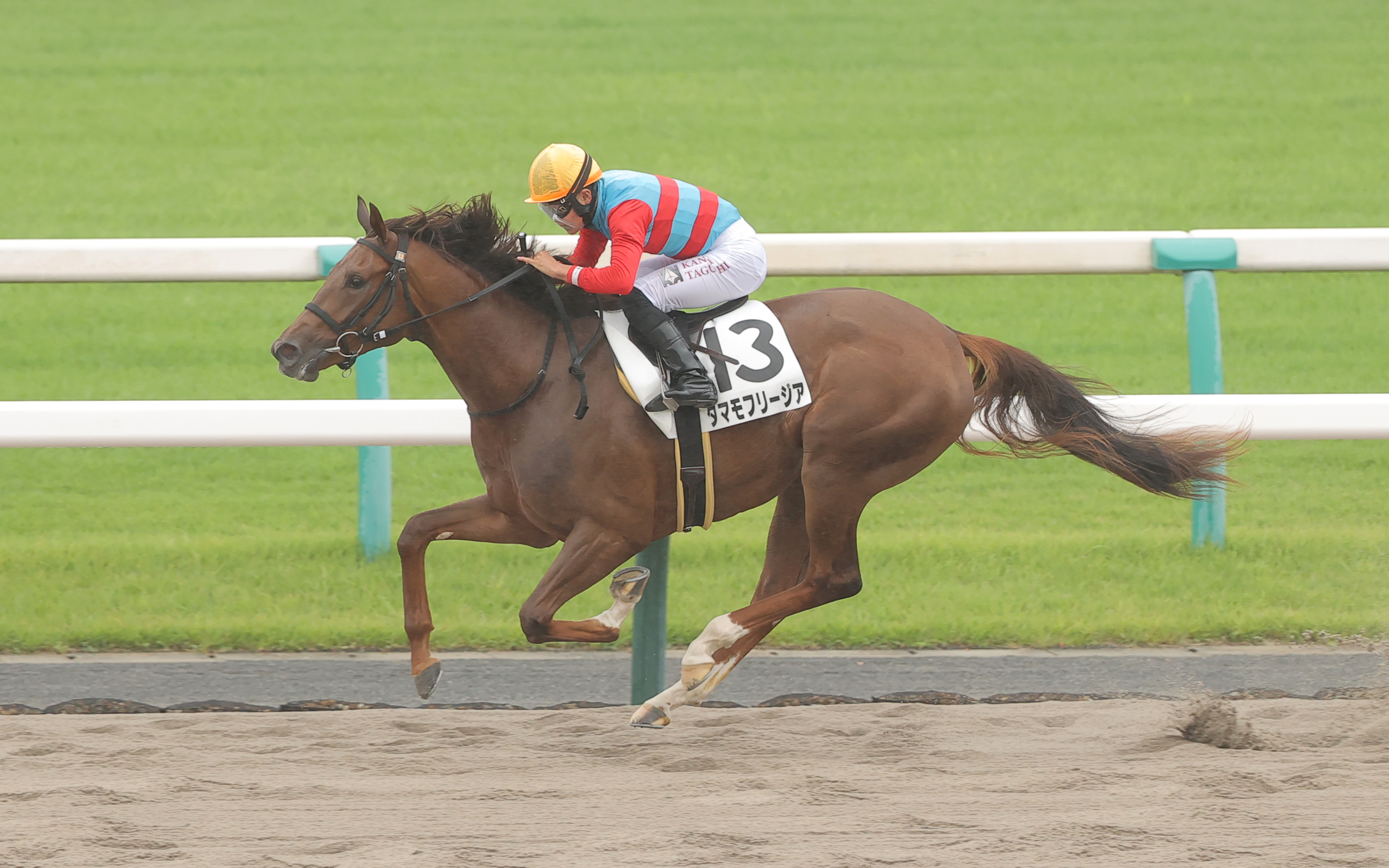 JBC2歳優駿を勝ったタマモフリージアは状態次第で全日本2歳優駿に挑戦