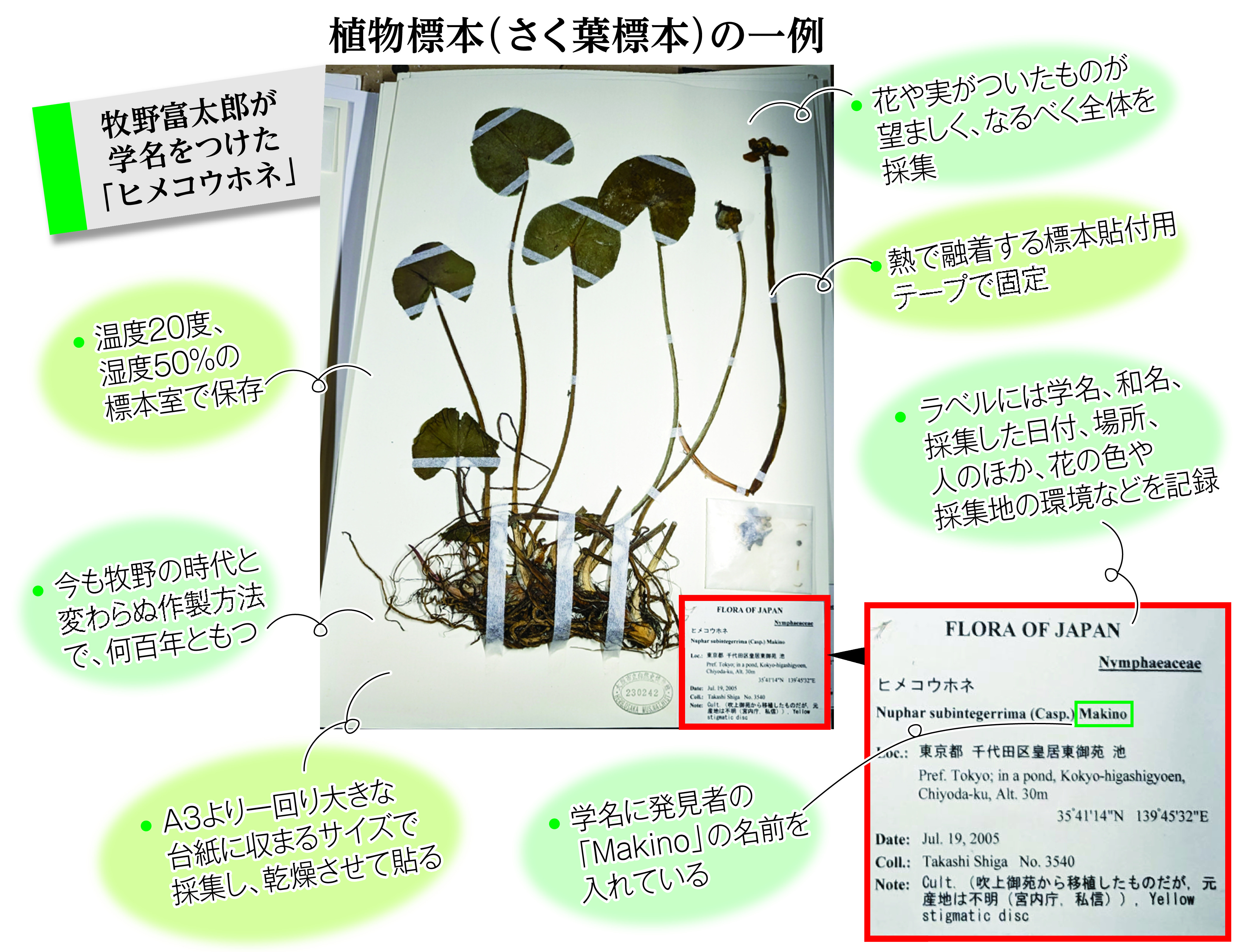 朝ドラ「らんまん」の牧野富太郎 日本の植物名の「天下統一」した大功績 - 産経ニュース