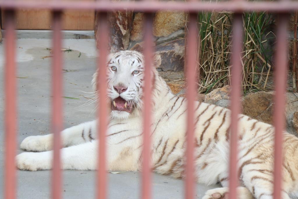 ホワイトタイガーを公開 岡山 池田動物園 産経ニュース