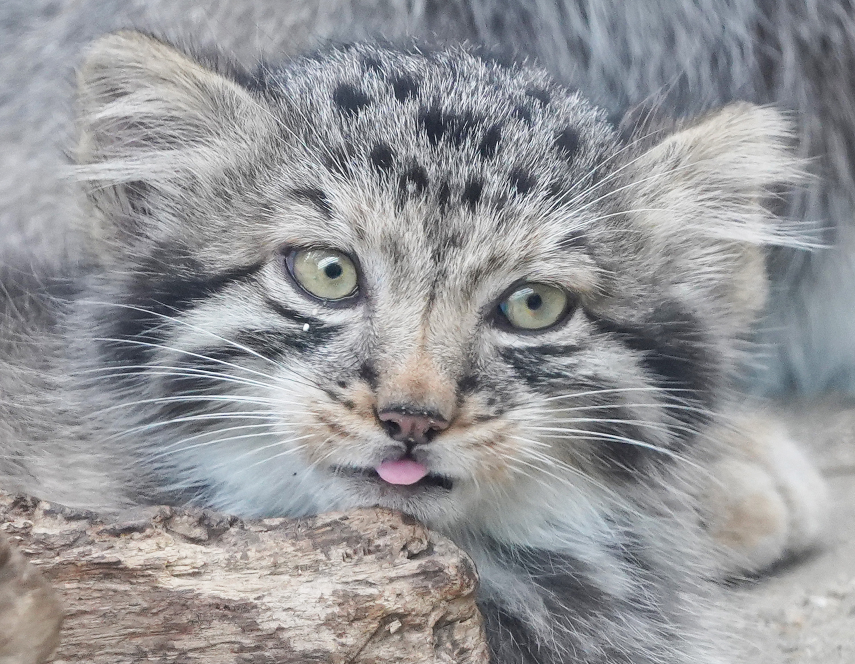 動画】もふもふ、動きはカクカク、マヌルネコの赤ちゃん 神戸どうぶつ